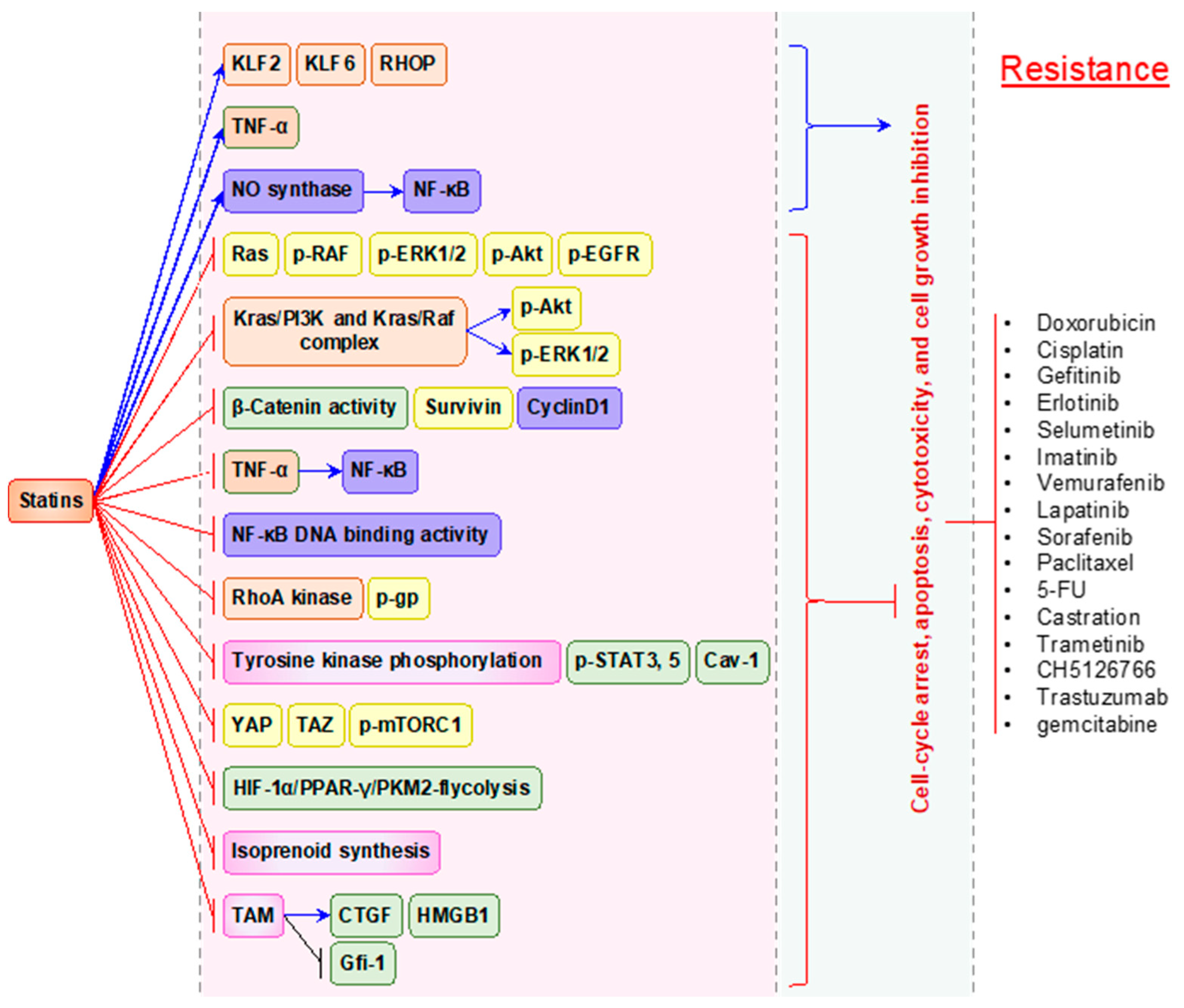 Statin as a Potential Chemotherapeutic Agent: Current
