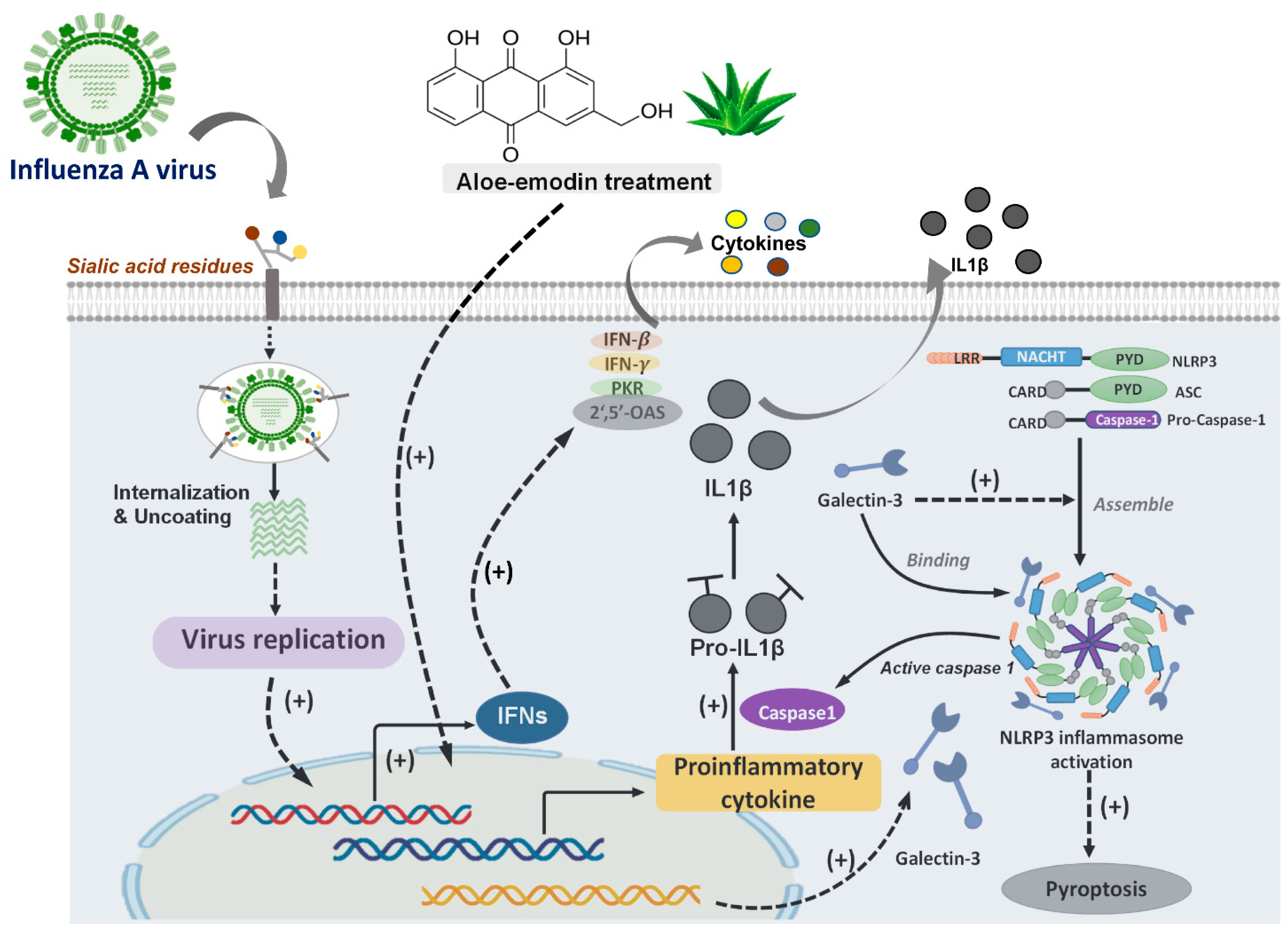 Pharmaceuticals 14 00490 g003