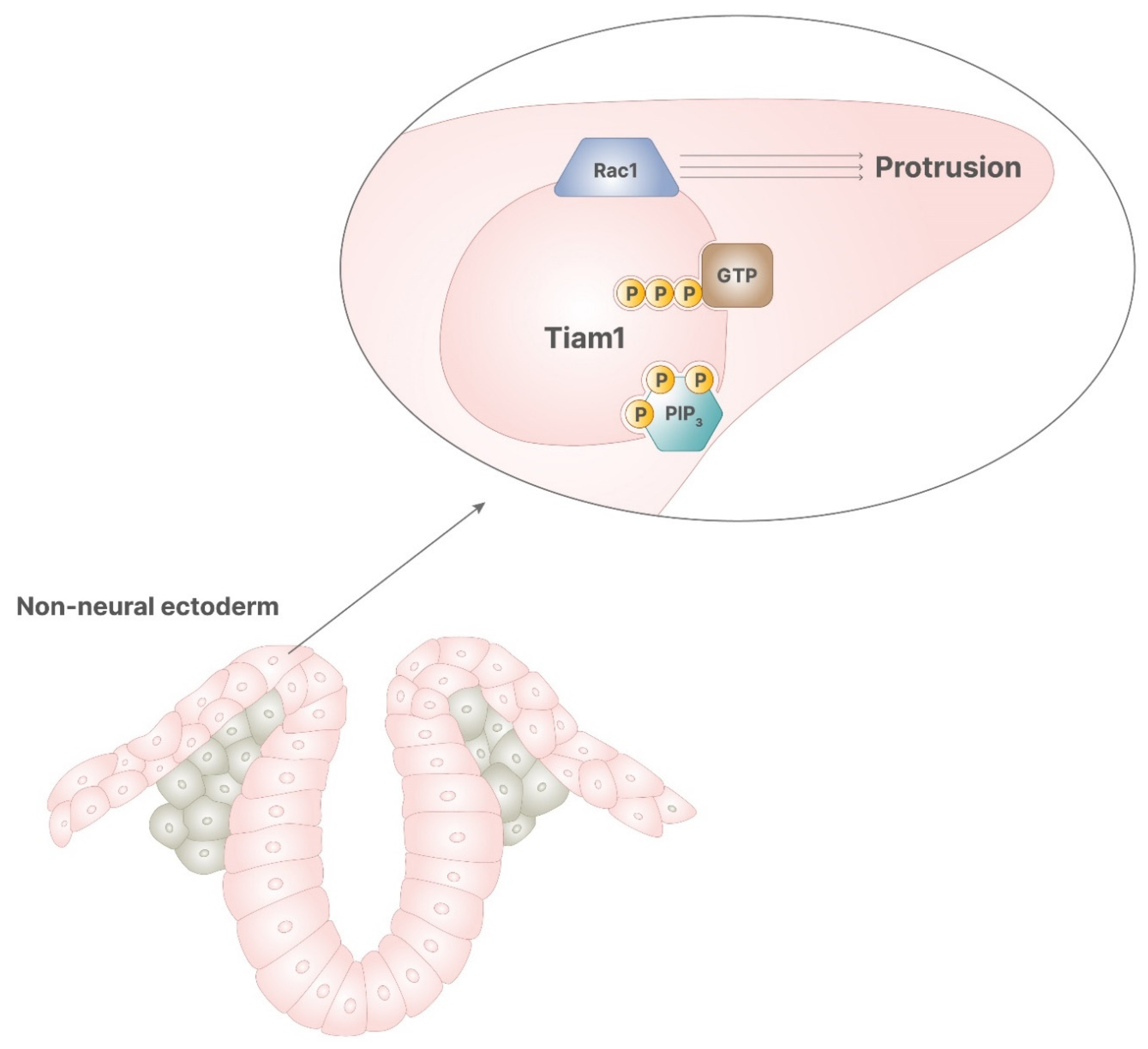 Pharmaceuticals 14 00504 g005 Pharmaceuticals 14 00504 g005