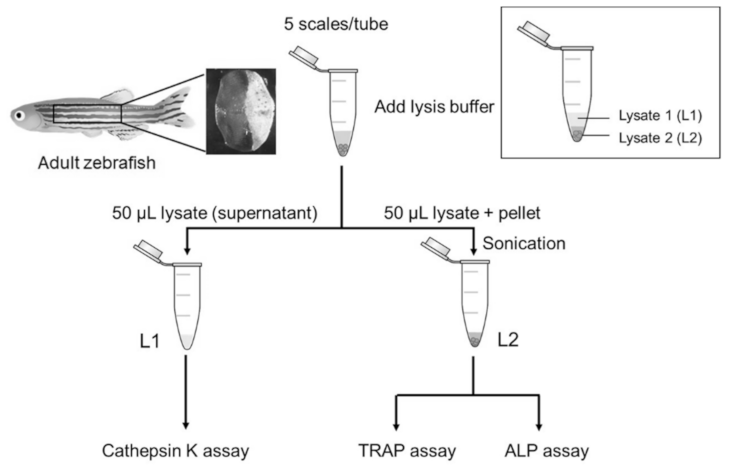 Pharmaceuticals 14 00536 g005