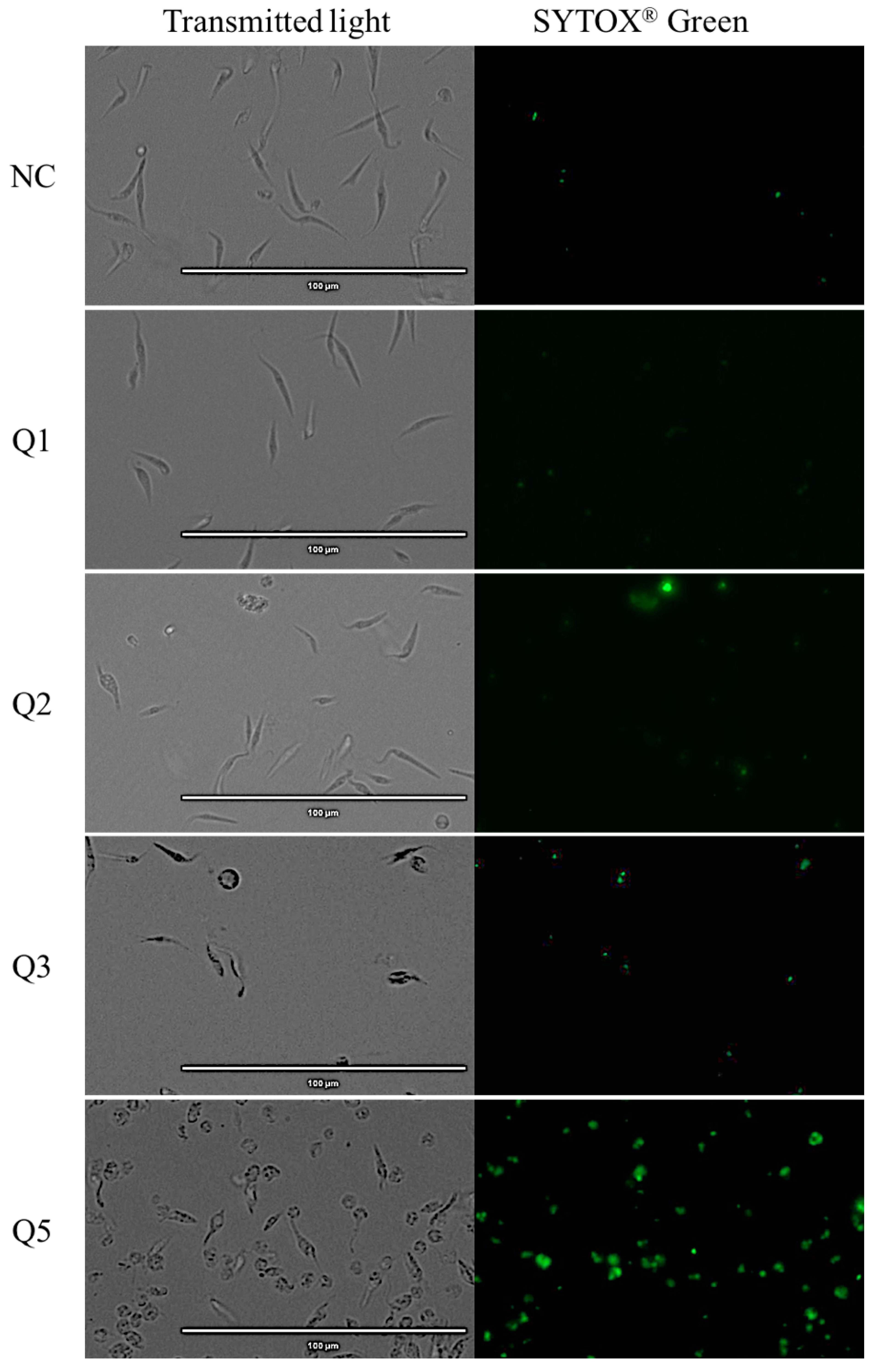 Pharmaceuticals 14 00552 g004a Pharmaceuticals 14 00552 g004a