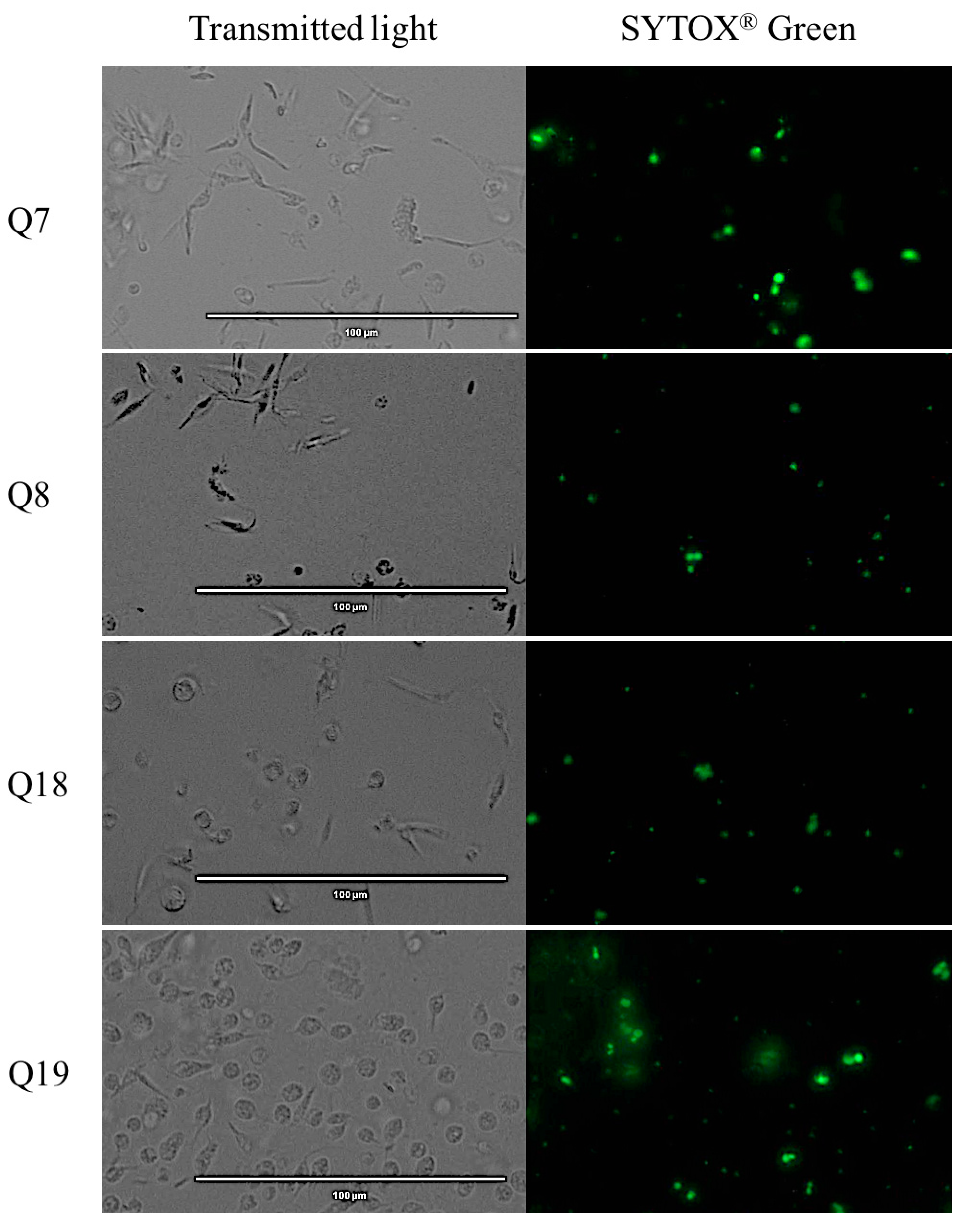 Pharmaceuticals 14 00552 g004b Pharmaceuticals 14 00552 g004b