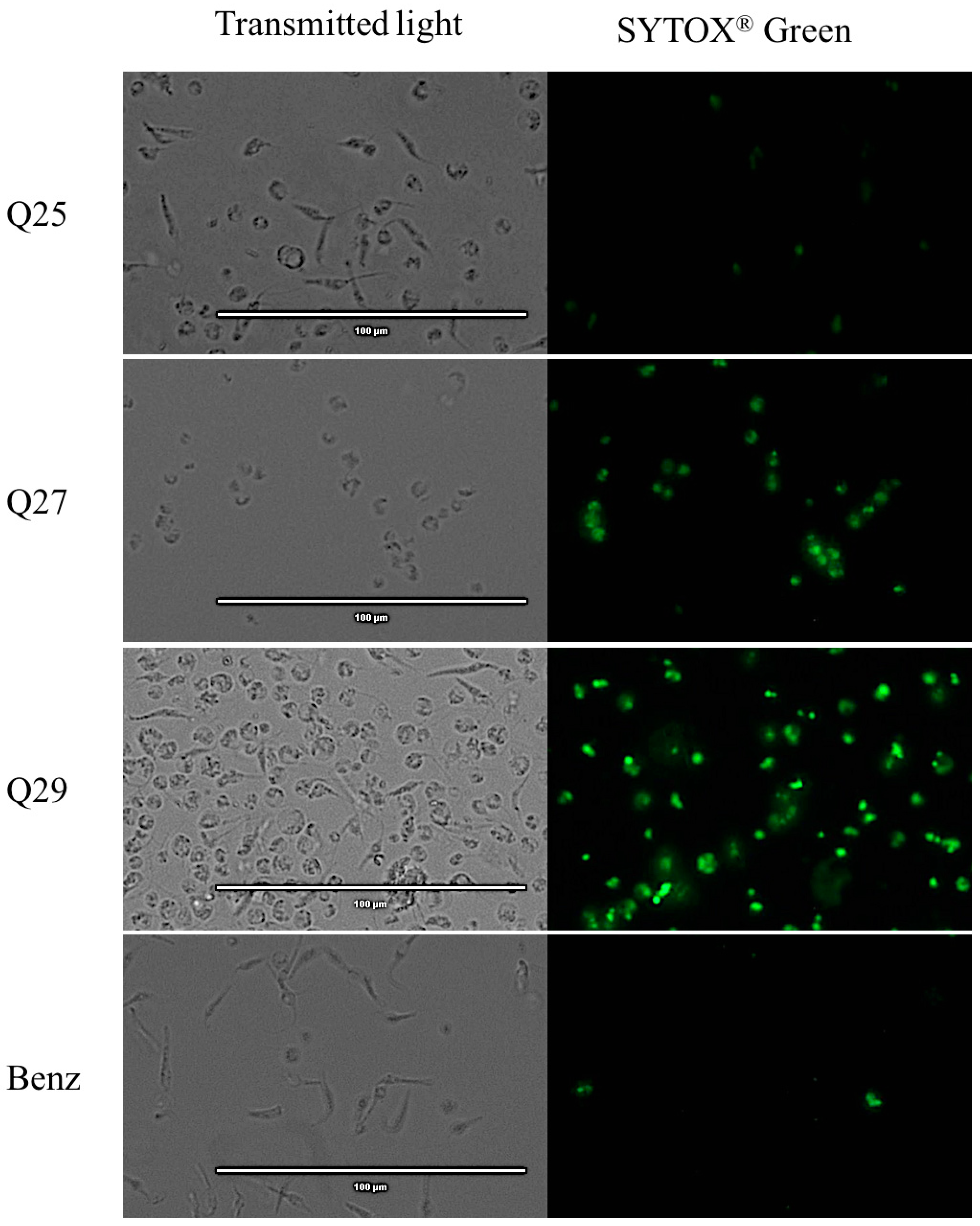 Pharmaceuticals 14 00552 g004c Pharmaceuticals 14 00552 g004c