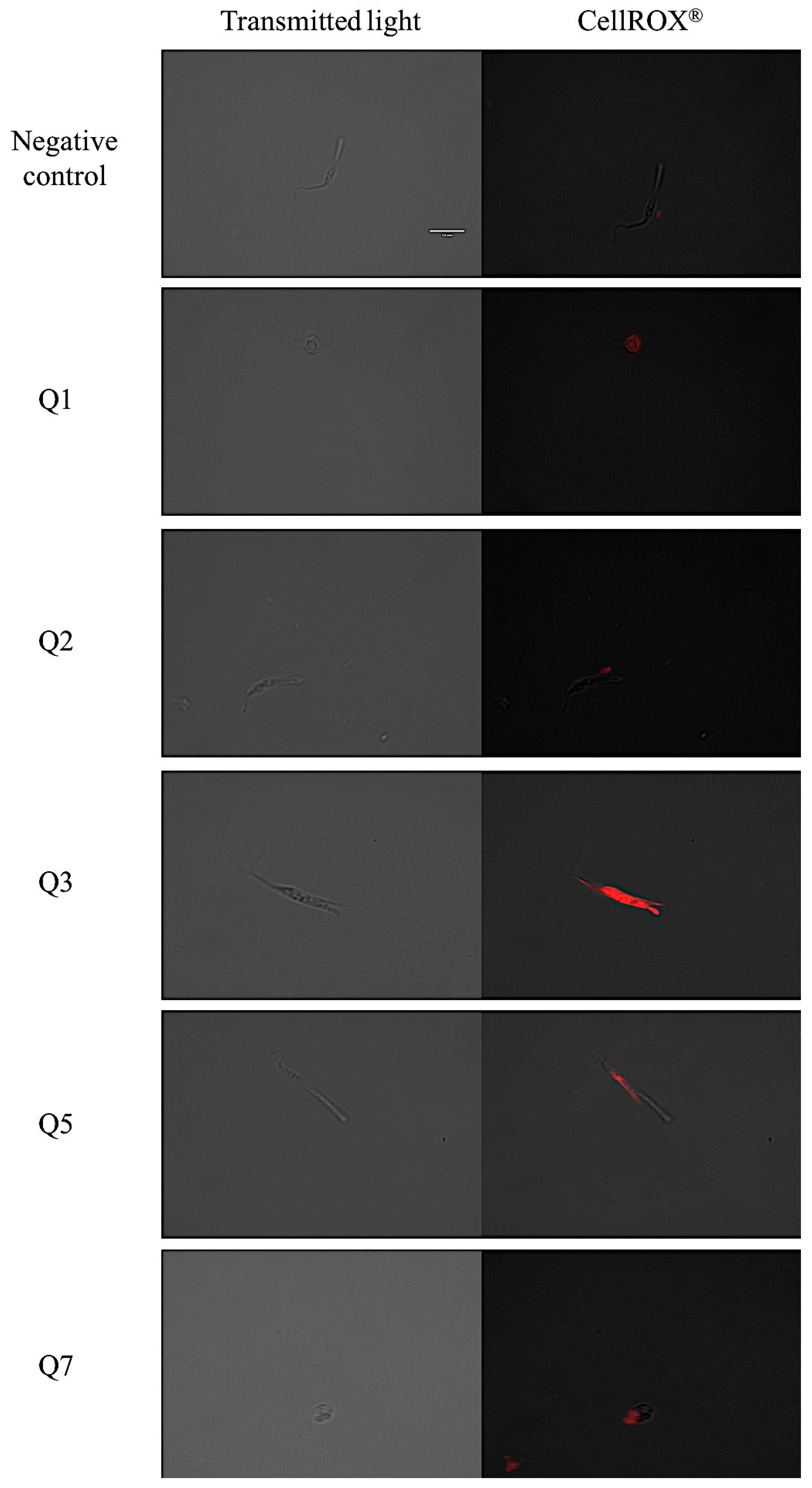 Pharmaceuticals 14 00552 g005a Pharmaceuticals 14 00552 g005a