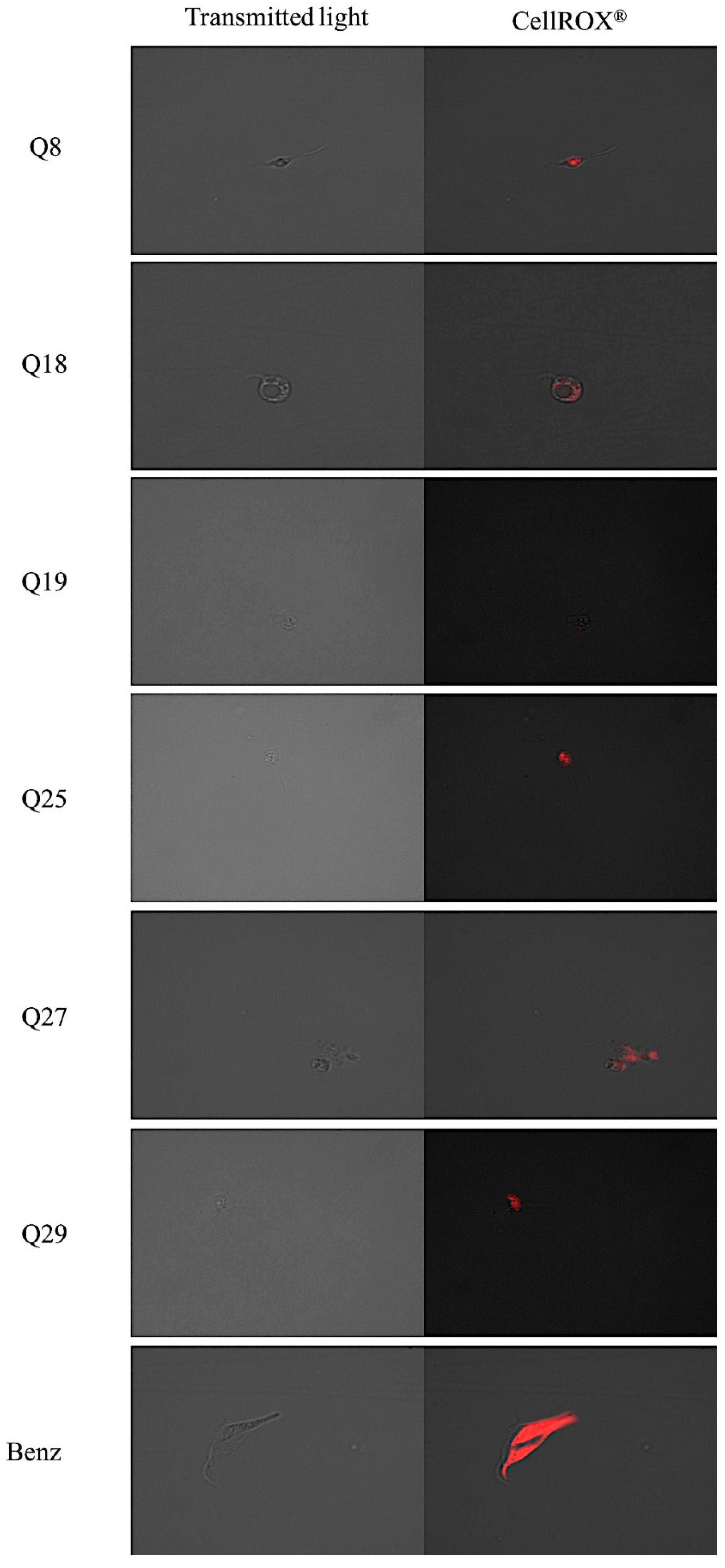 Pharmaceuticals 14 00552 g005b Pharmaceuticals 14 00552 g005b