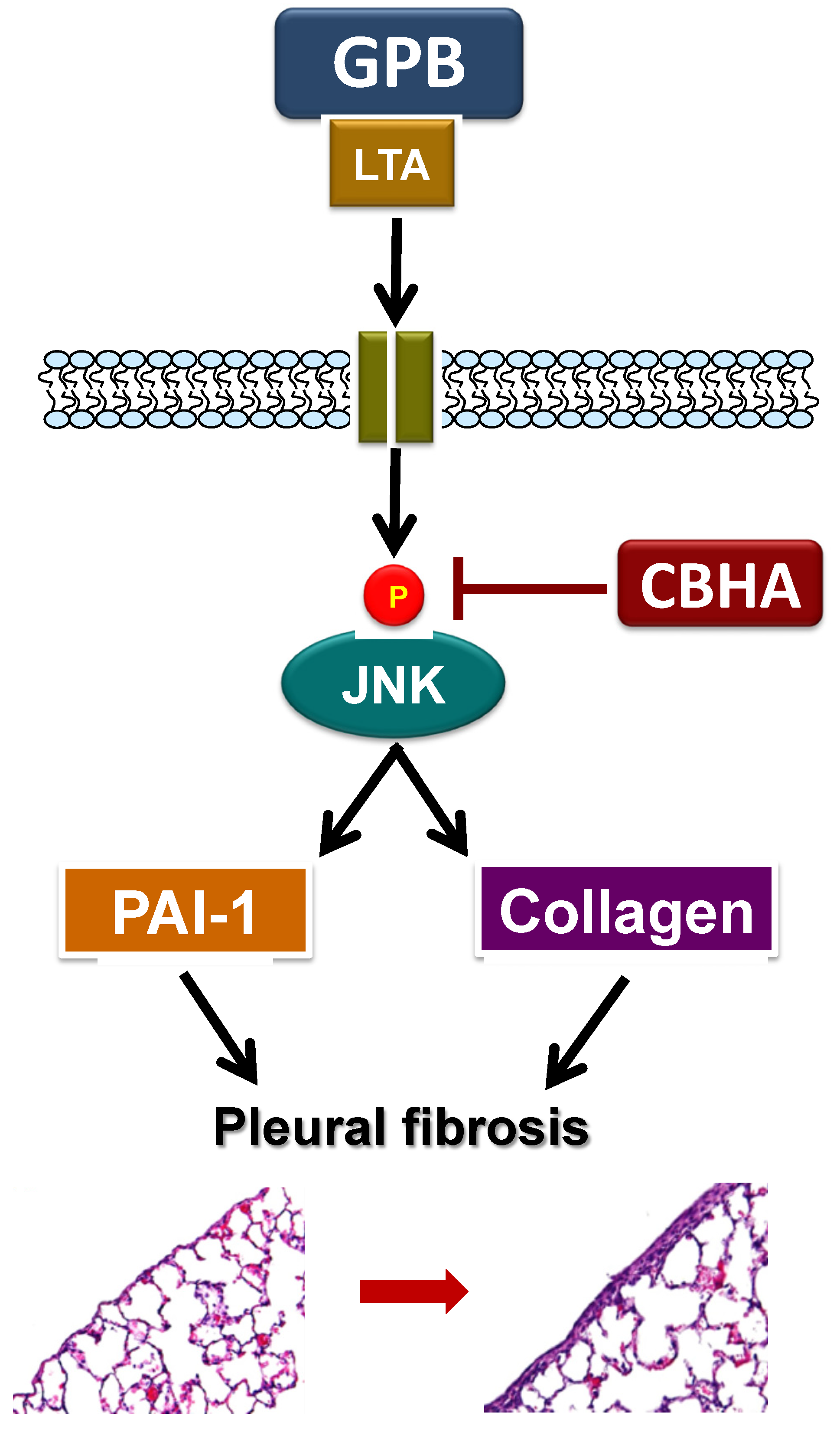 Pharmaceuticals 14 00585 g006 Pharmaceuticals 14 00585 g006