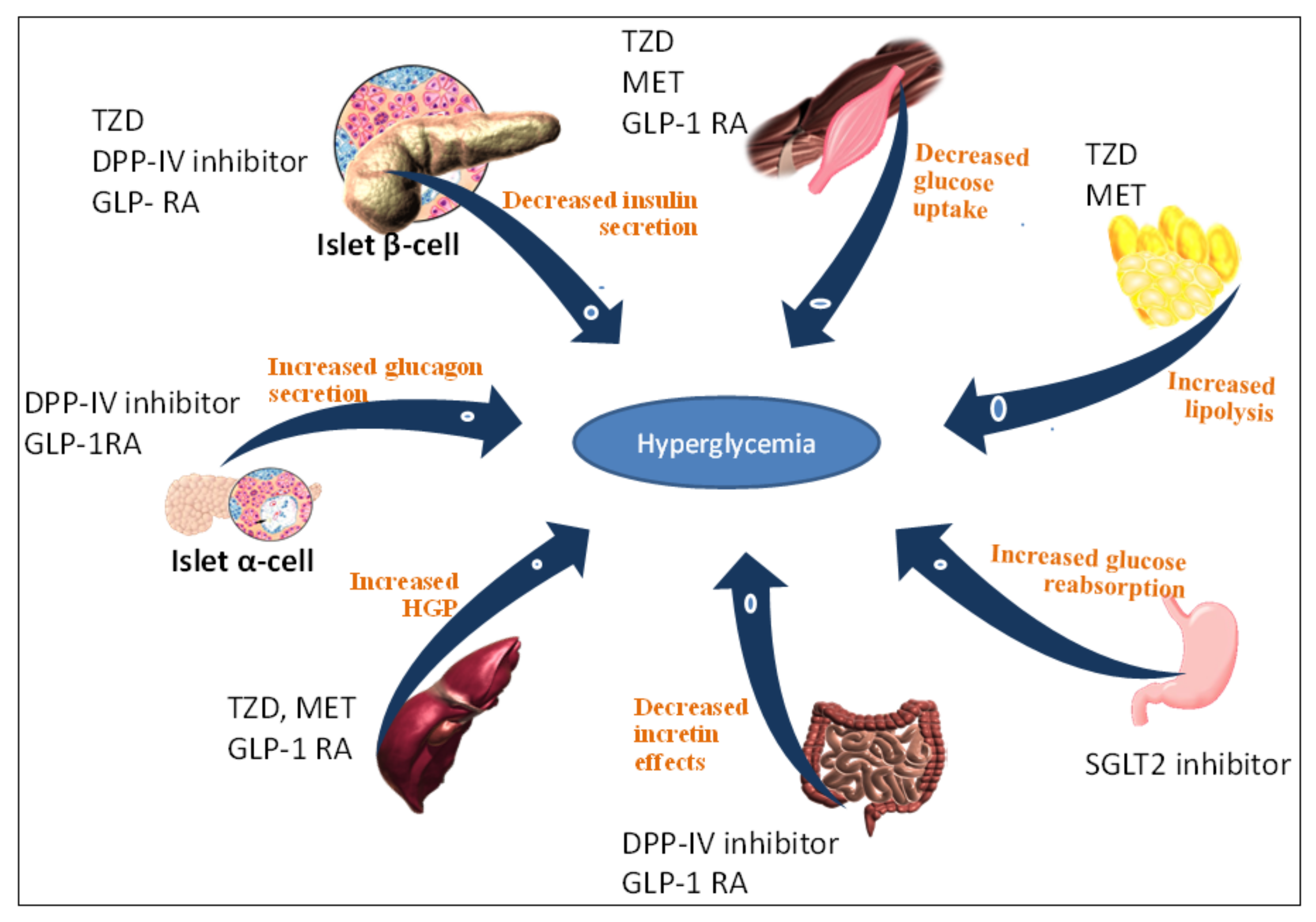 Pharmaceuticals Free Full Text Dipeptidyl Peptidase DPP IV pharmaceuticals-free-full-text-dipeptidyl-peptidase-dpp-iv