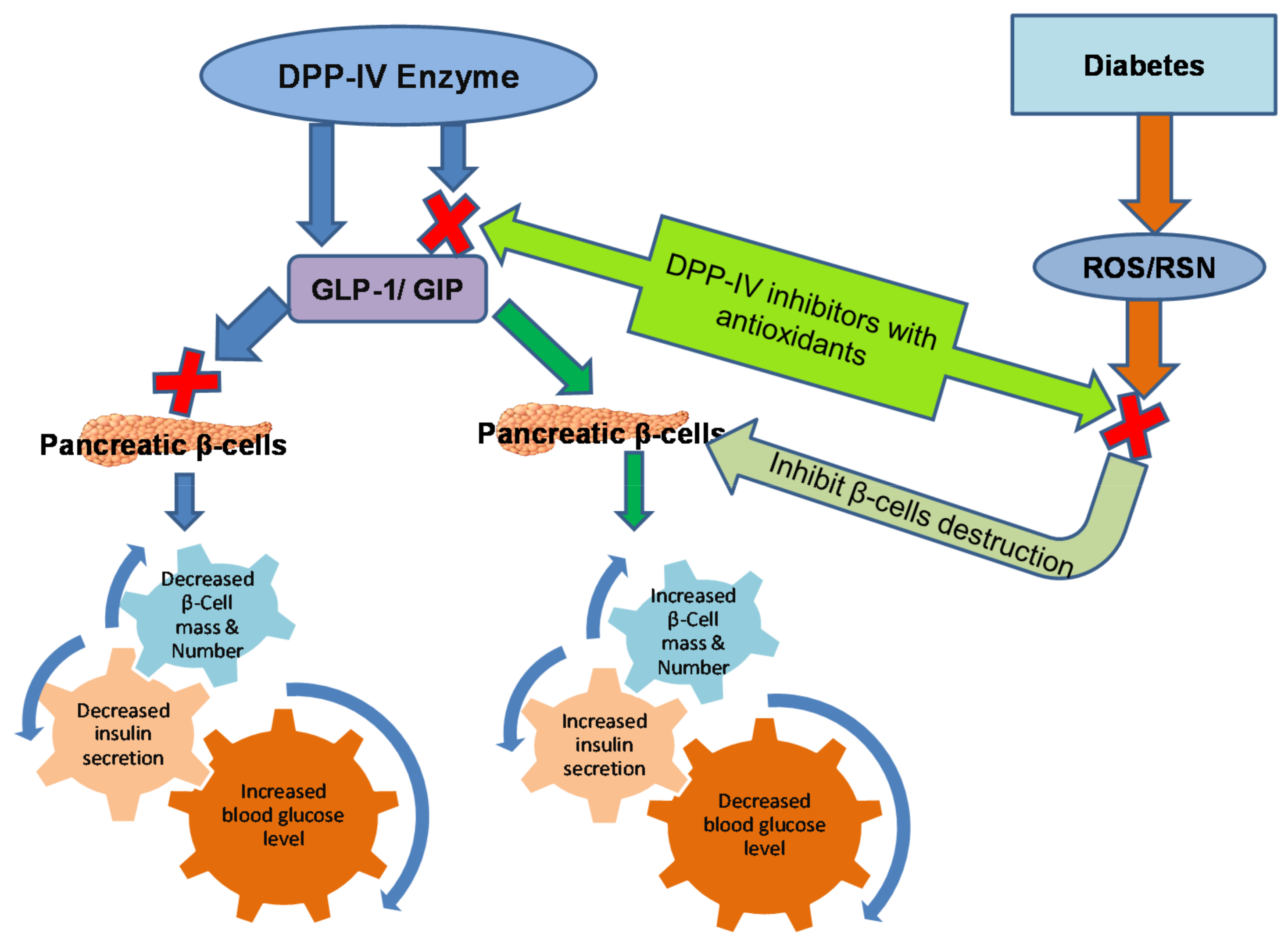 Pharmaceuticals Free FullText Dipeptidyl Peptidase (DPP)IV