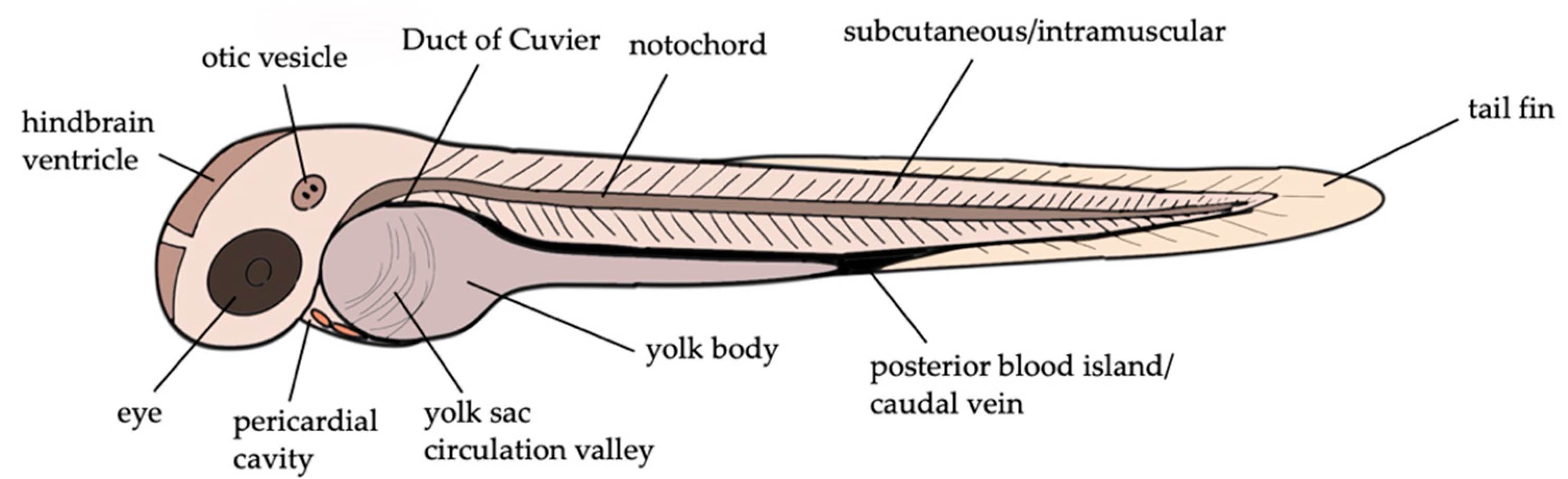 Pharmaceuticals 14 00594 g002