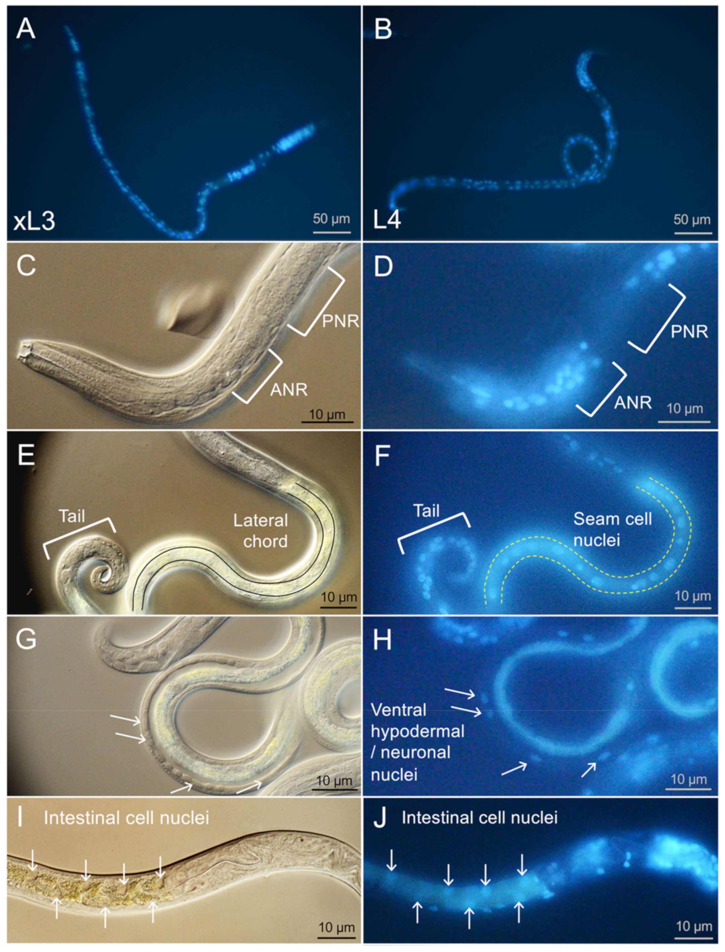 Pharmaceuticals 14 00598 g004 550