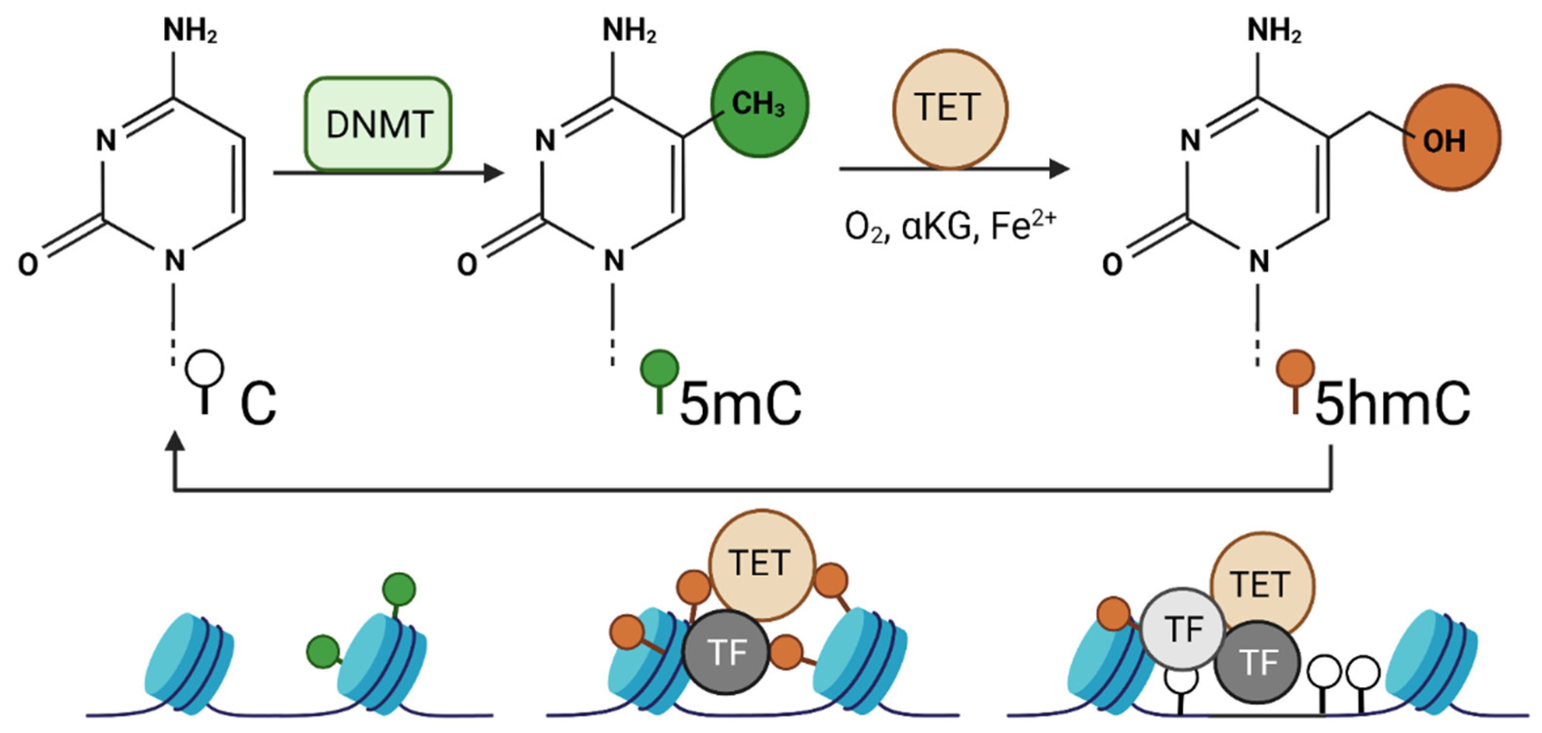 The Roles of DNA Demethylases in Triple-Negative Breast Cancer