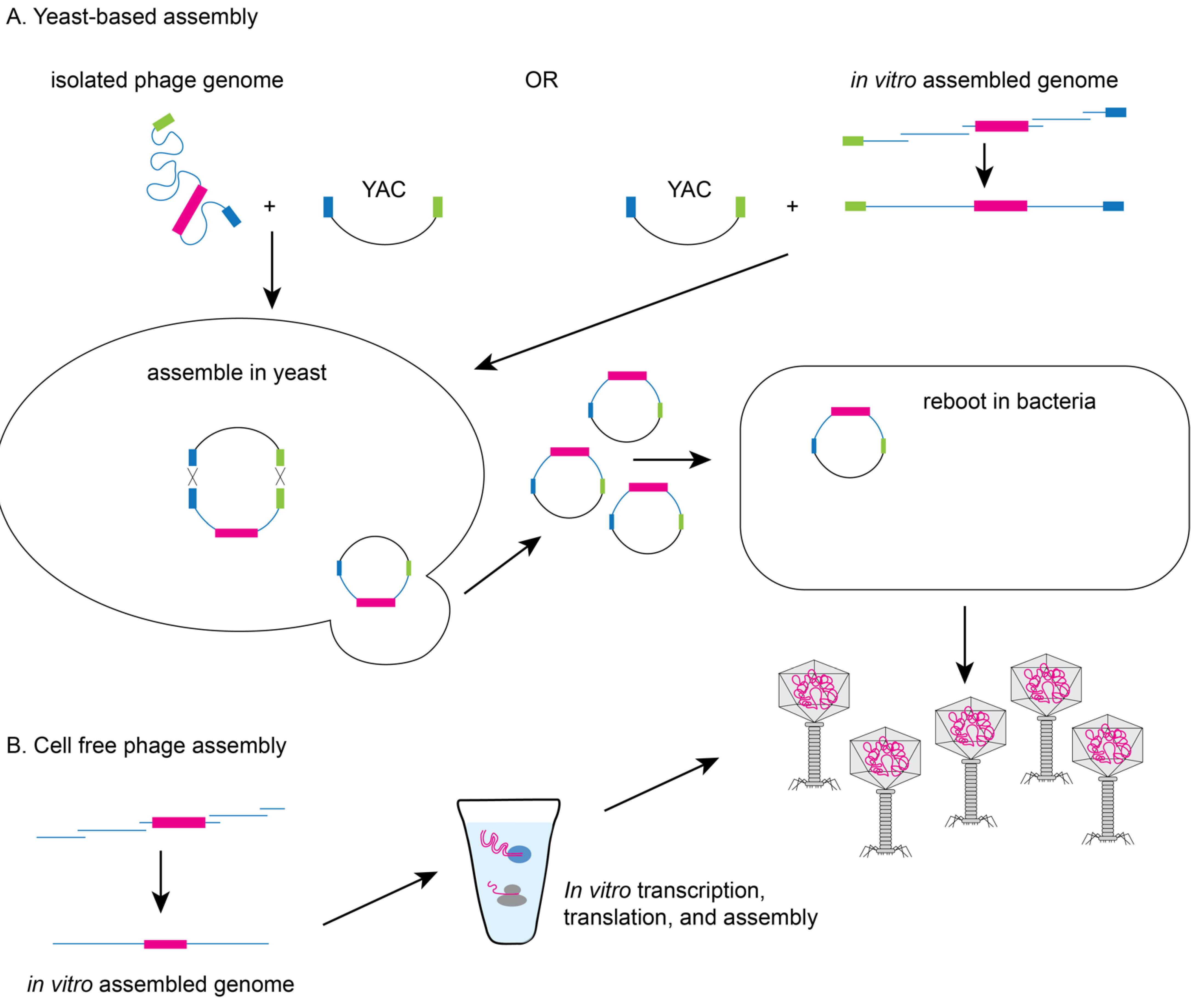 Pharmaceuticals 14 00634 g003 Pharmaceuticals 14 00634 g003