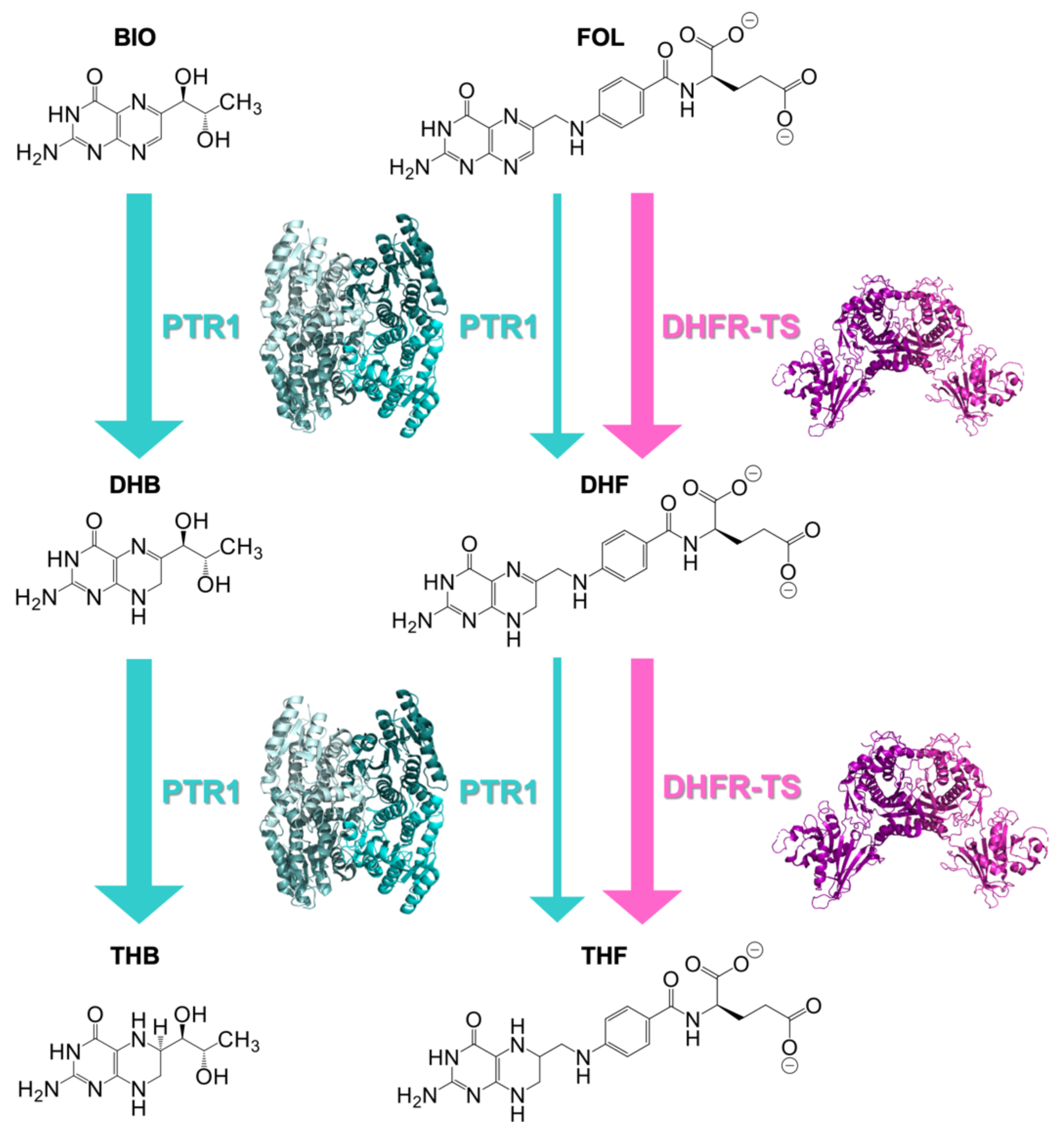 Pharmaceuticals 14 00636 g001 Pharmaceuticals 14 00636 g001