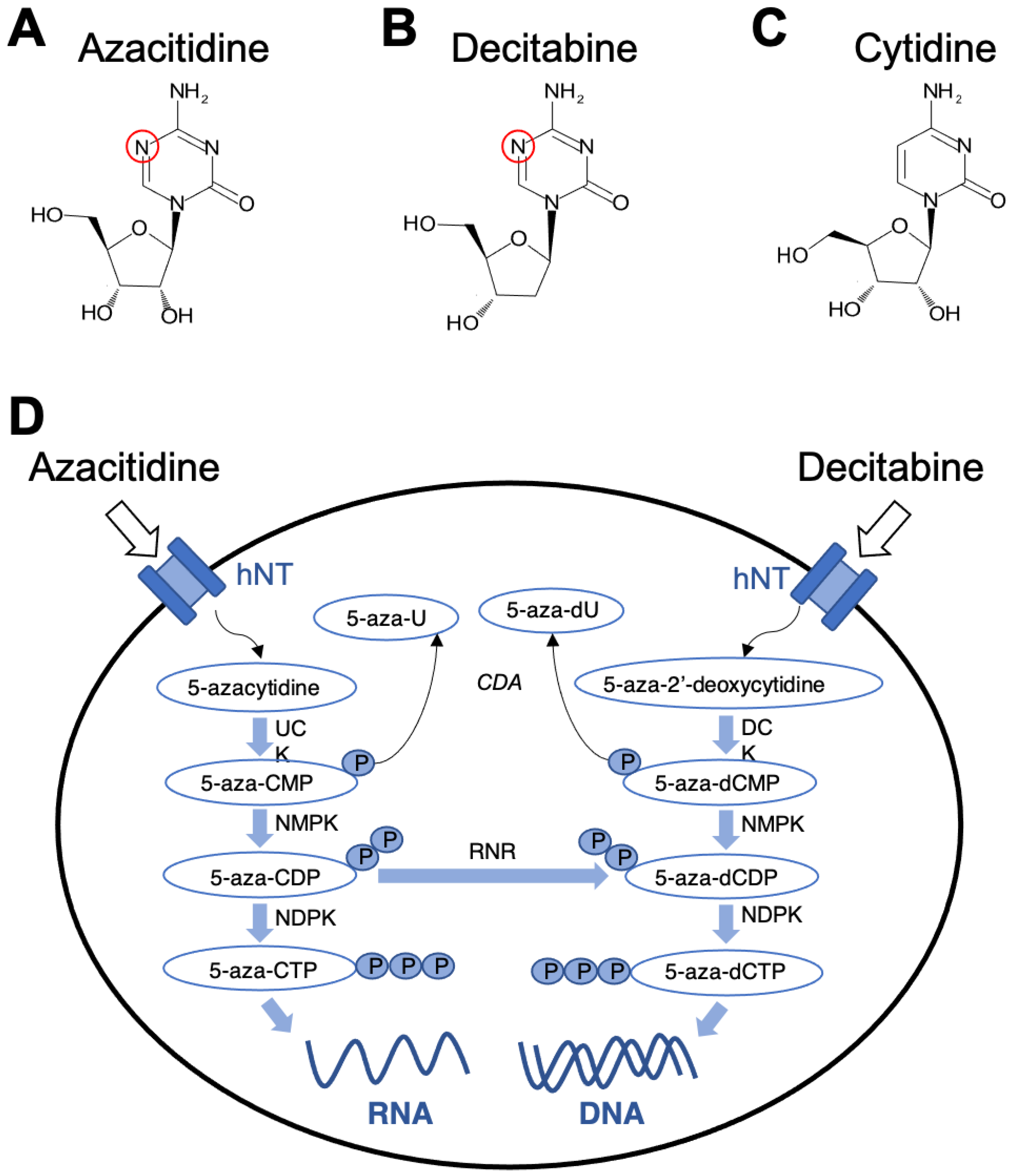 Pharmaceuticals | Free Full-Text | Hypomethylating Chemotherapeutic Agents  as Therapy for Myelodysplastic Syndromes and Prevention of Acute Myeloid  Leukemia