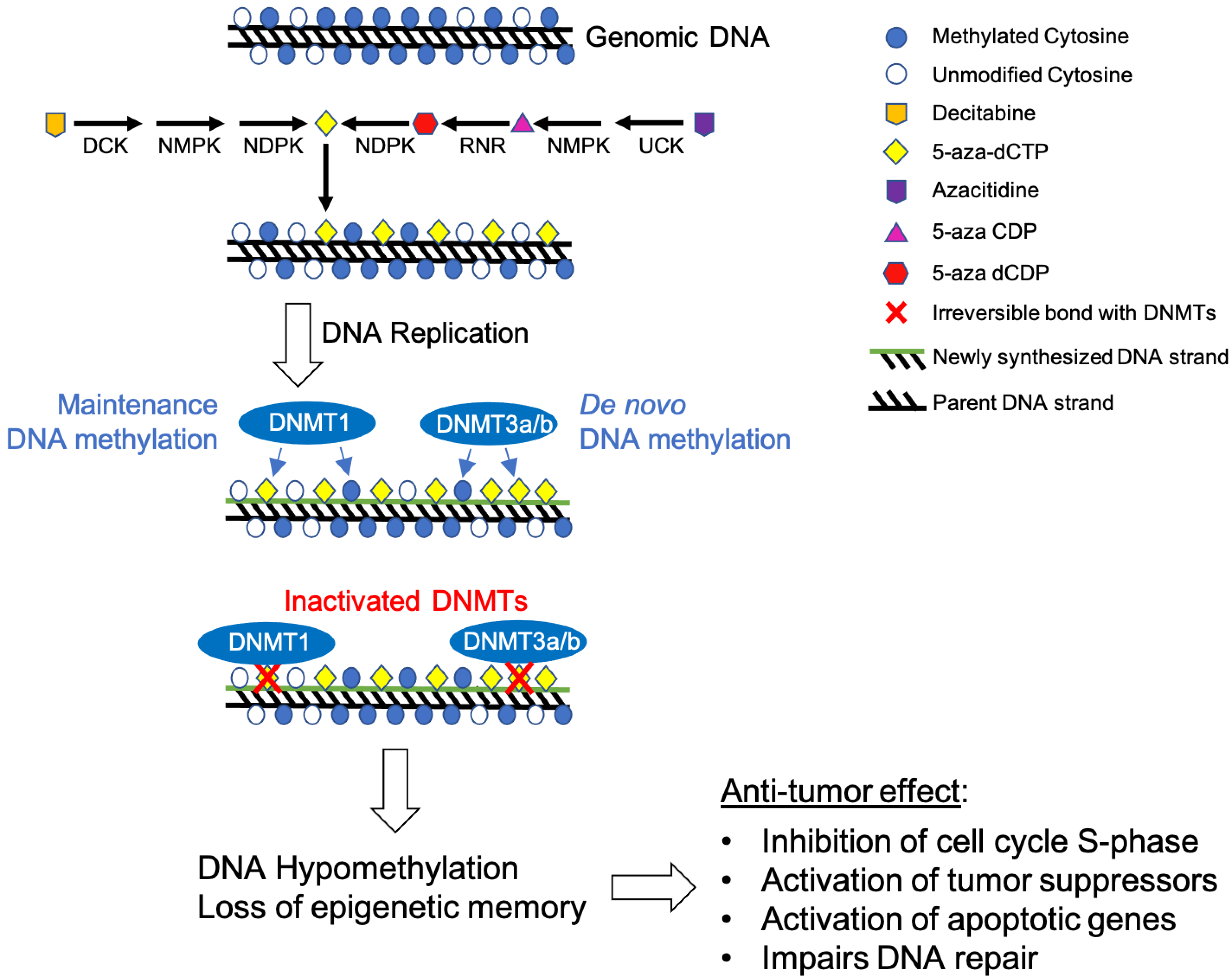 Pharmaceuticals 14 00641 g002 Pharmaceuticals 14 00641 g002
