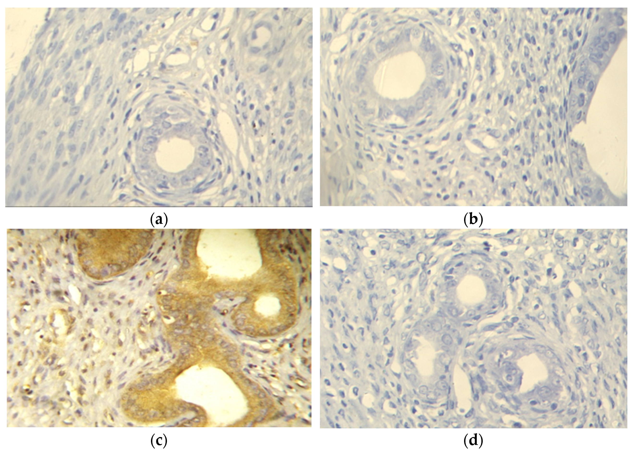 Pharmaceuticals 14 00649 g003a