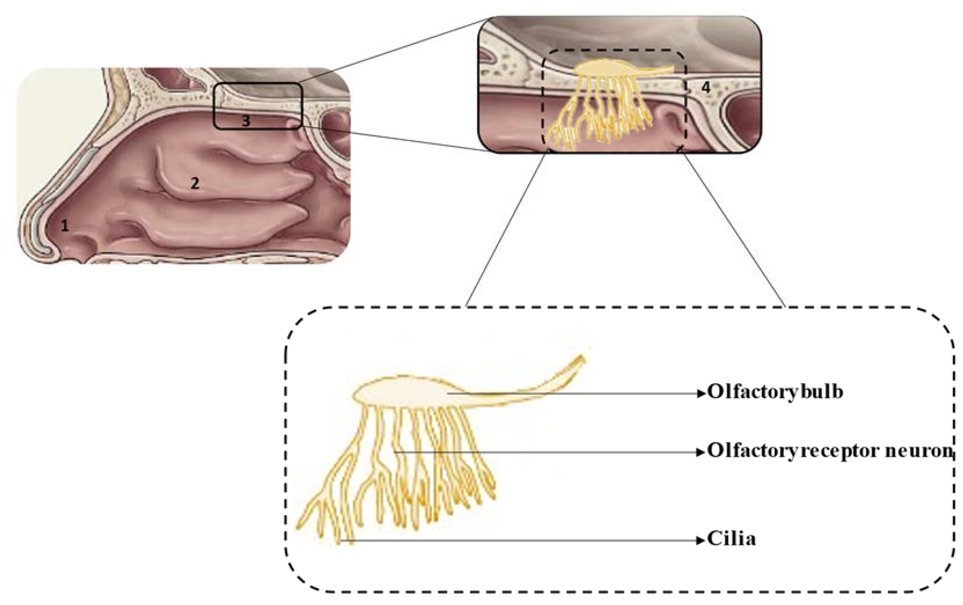 Pharmaceuticals 14 00711 g001