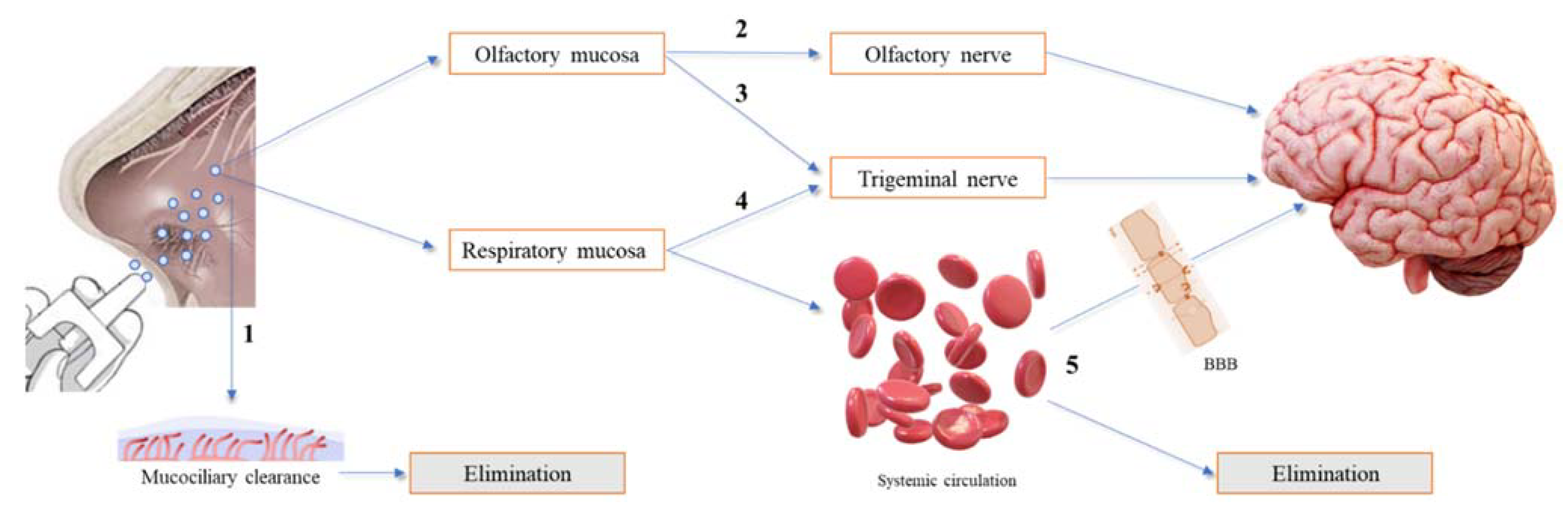 Pharmaceuticals 14 00711 g002