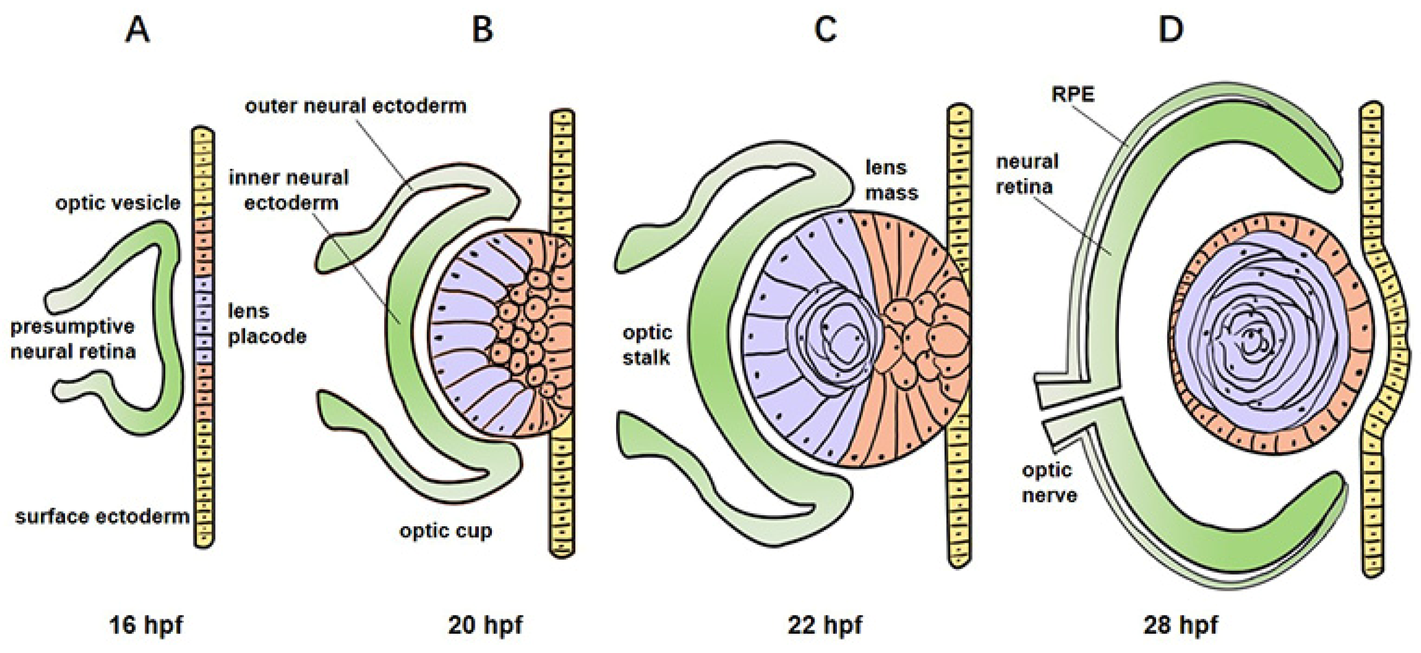 Pharmaceuticals Free FullText Zebrafish Model in Ophthalmology to