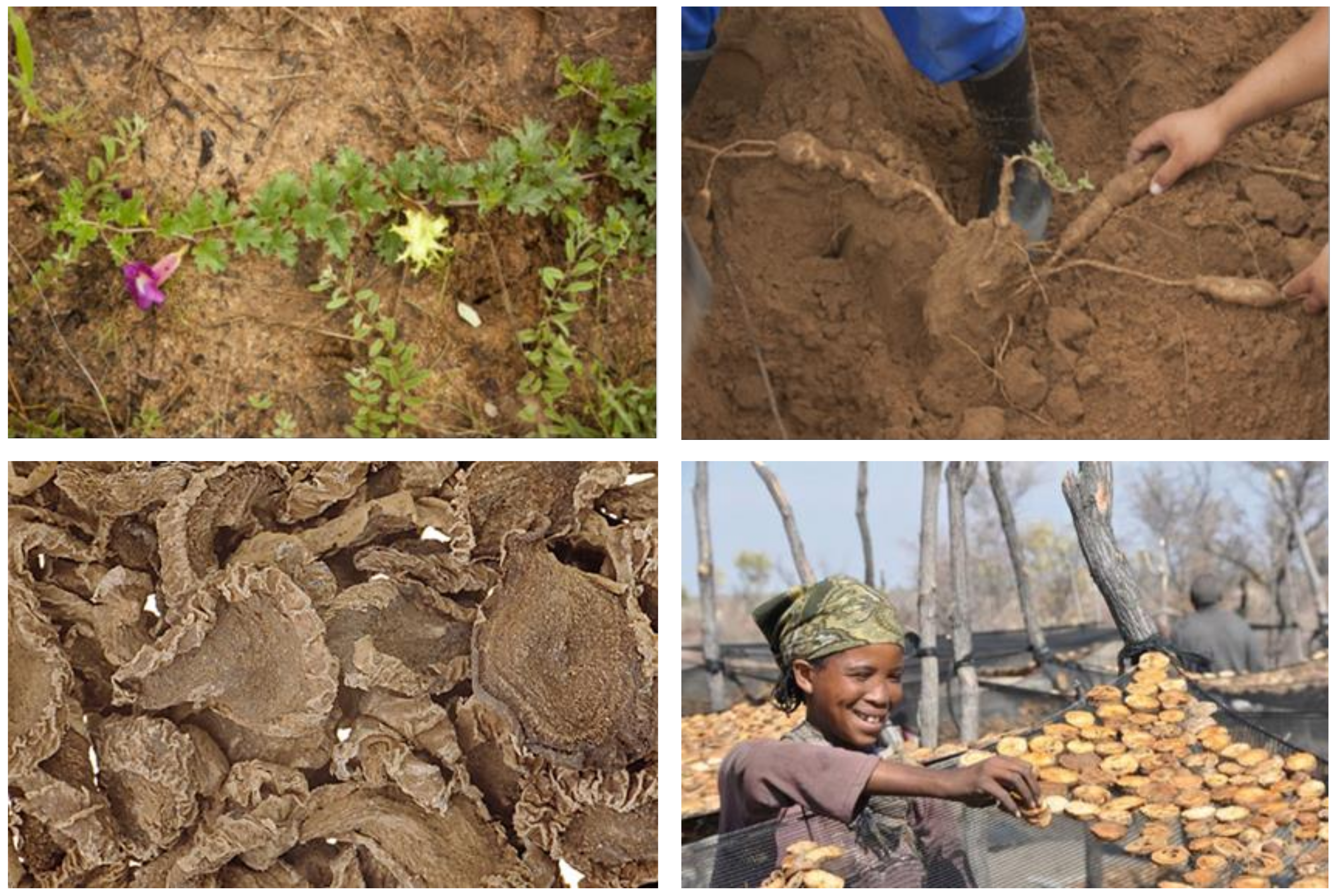 Pharmaceuticals 14 00726 g008