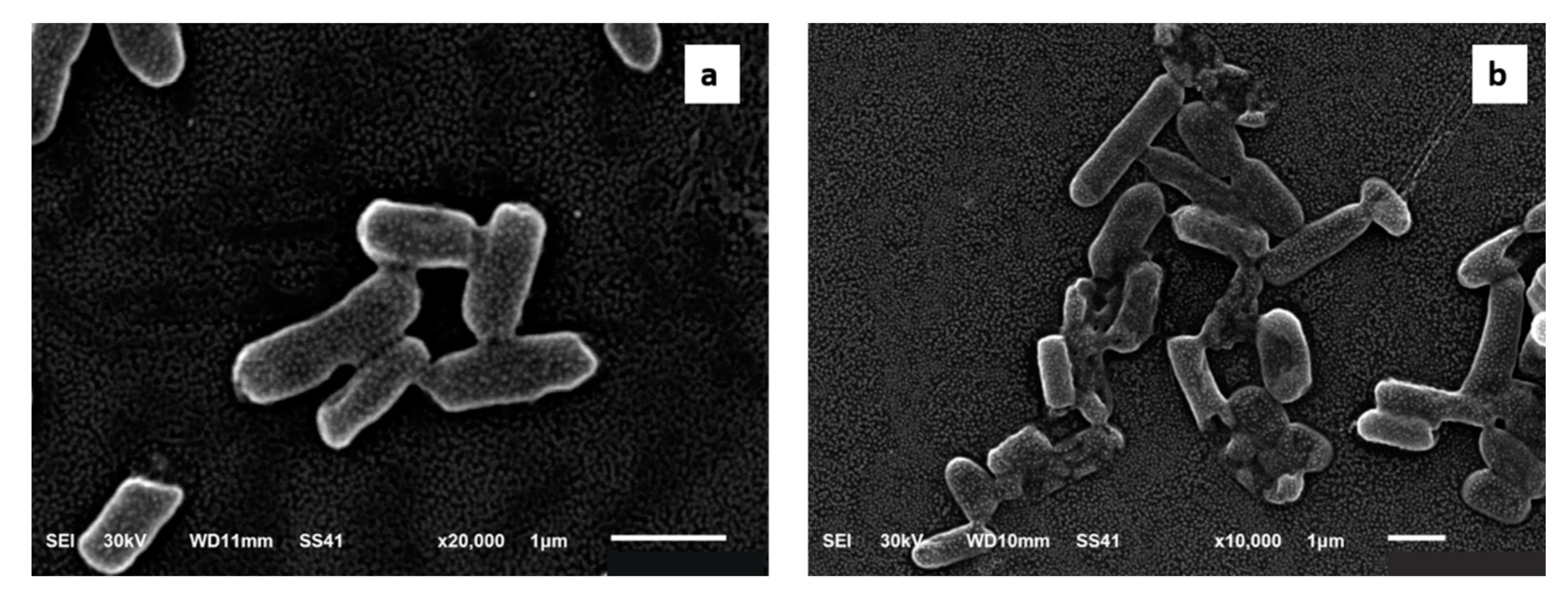 Pharmaceuticals 14 00756 g007