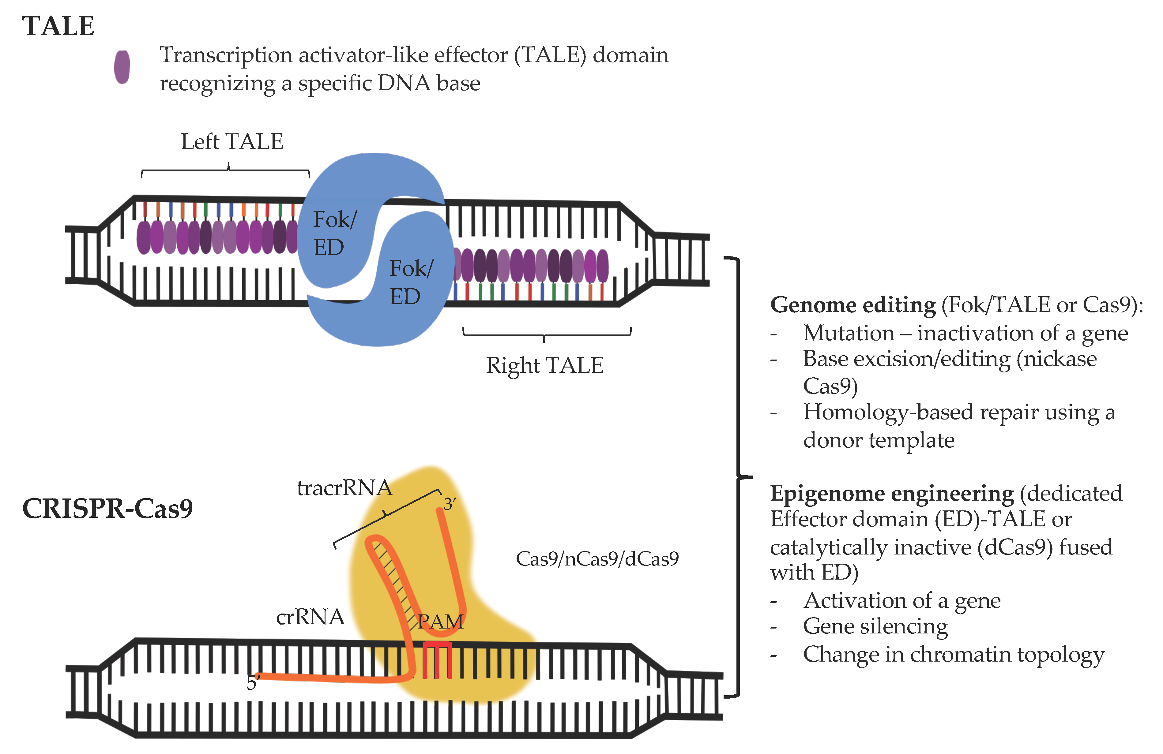 Frontiers  BETting on a Transcriptional Deficit as the Main Cause for  Cornelia de Lange Syndrome