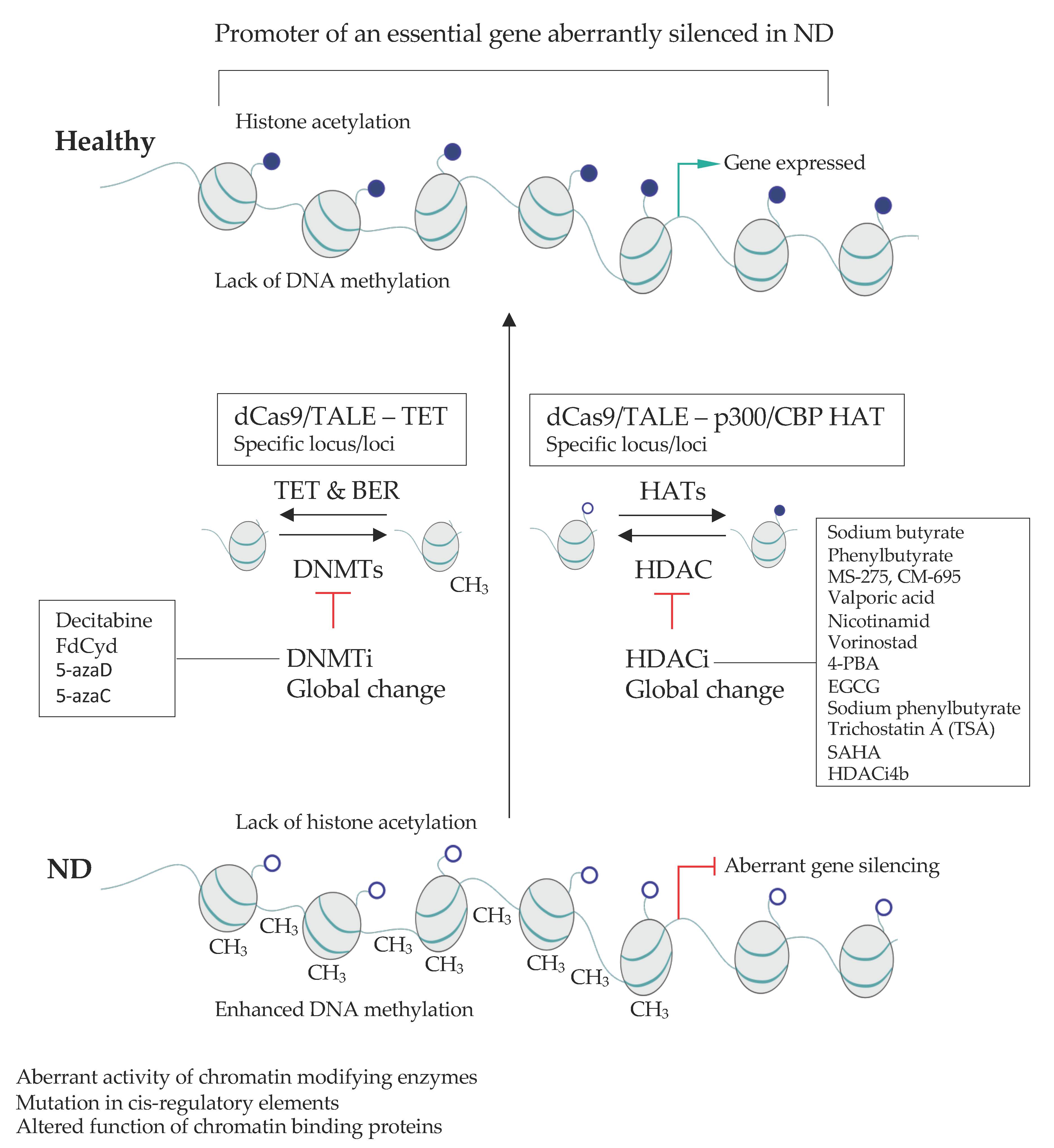 Pharmaceuticals Free Full Text Chromatin Alterations In Neurological Disorders And Strategies Of Epi Genome Rescue Html