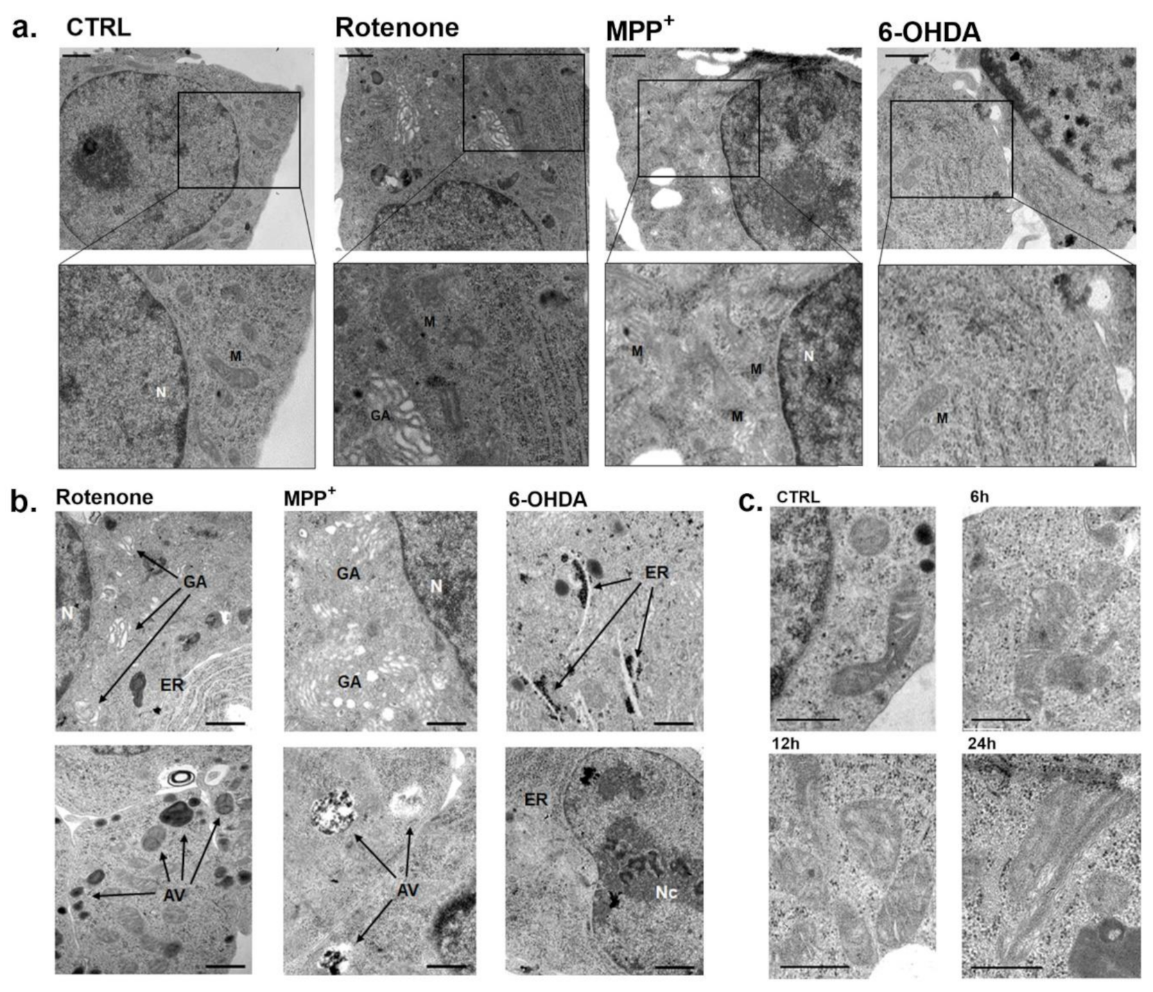Pharmaceuticals 14 00767 g004