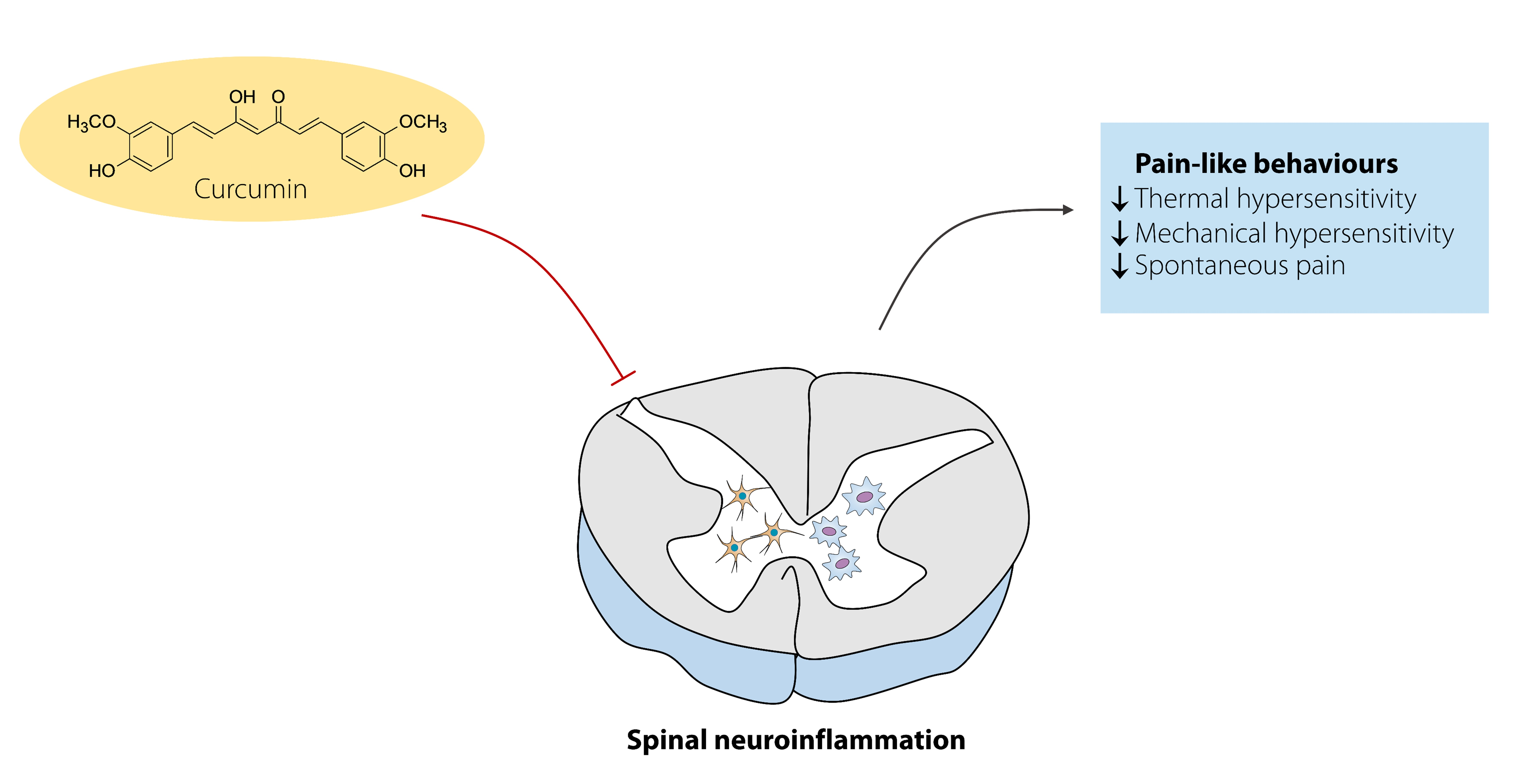 Pharmaceuticals Free Full Text Mechanistic Insight Into The Effects Of Curcumin On Neuroinflammation Driven Chronic Pain Html