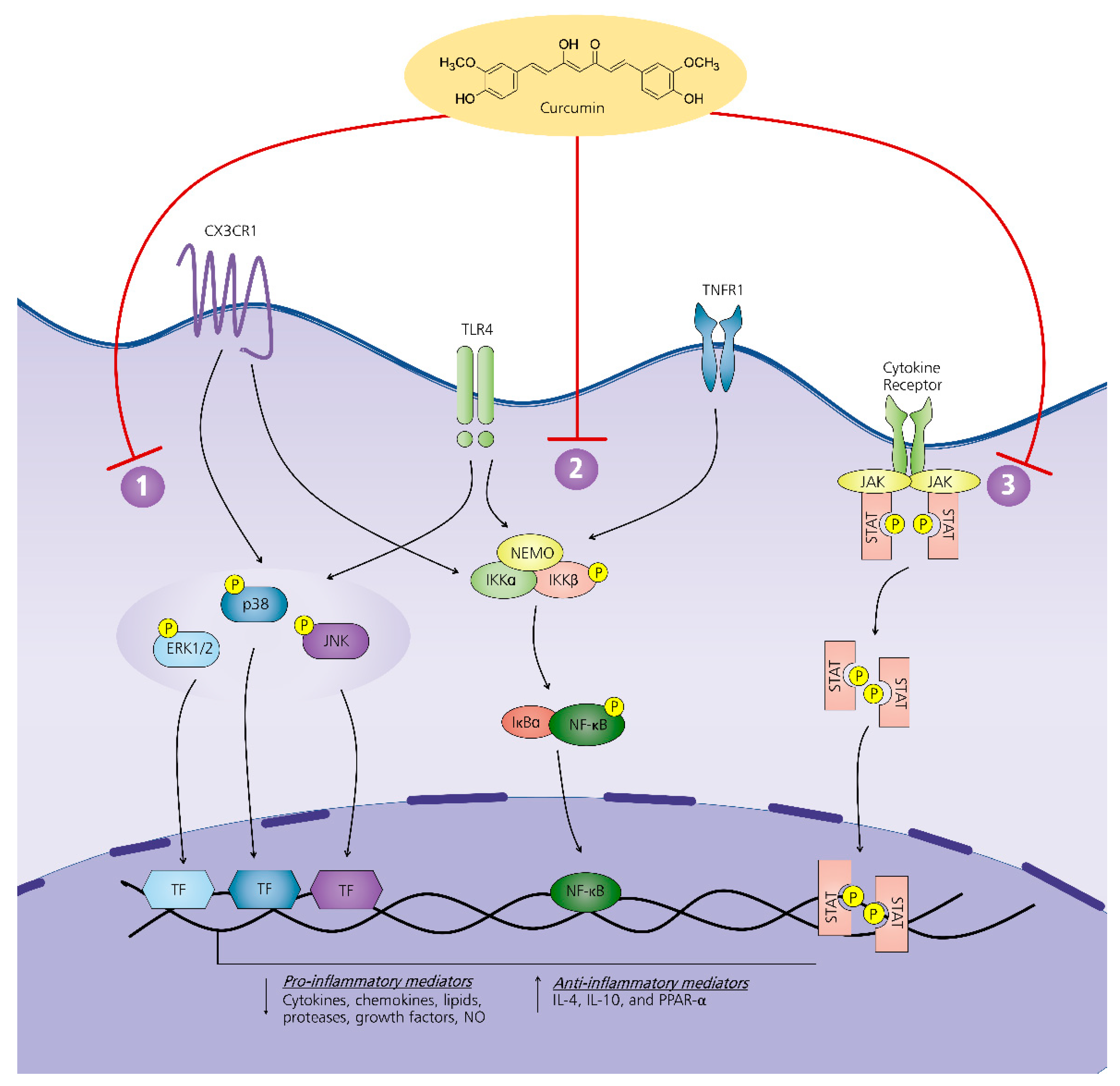 Pharmaceuticals 14 00777 g003