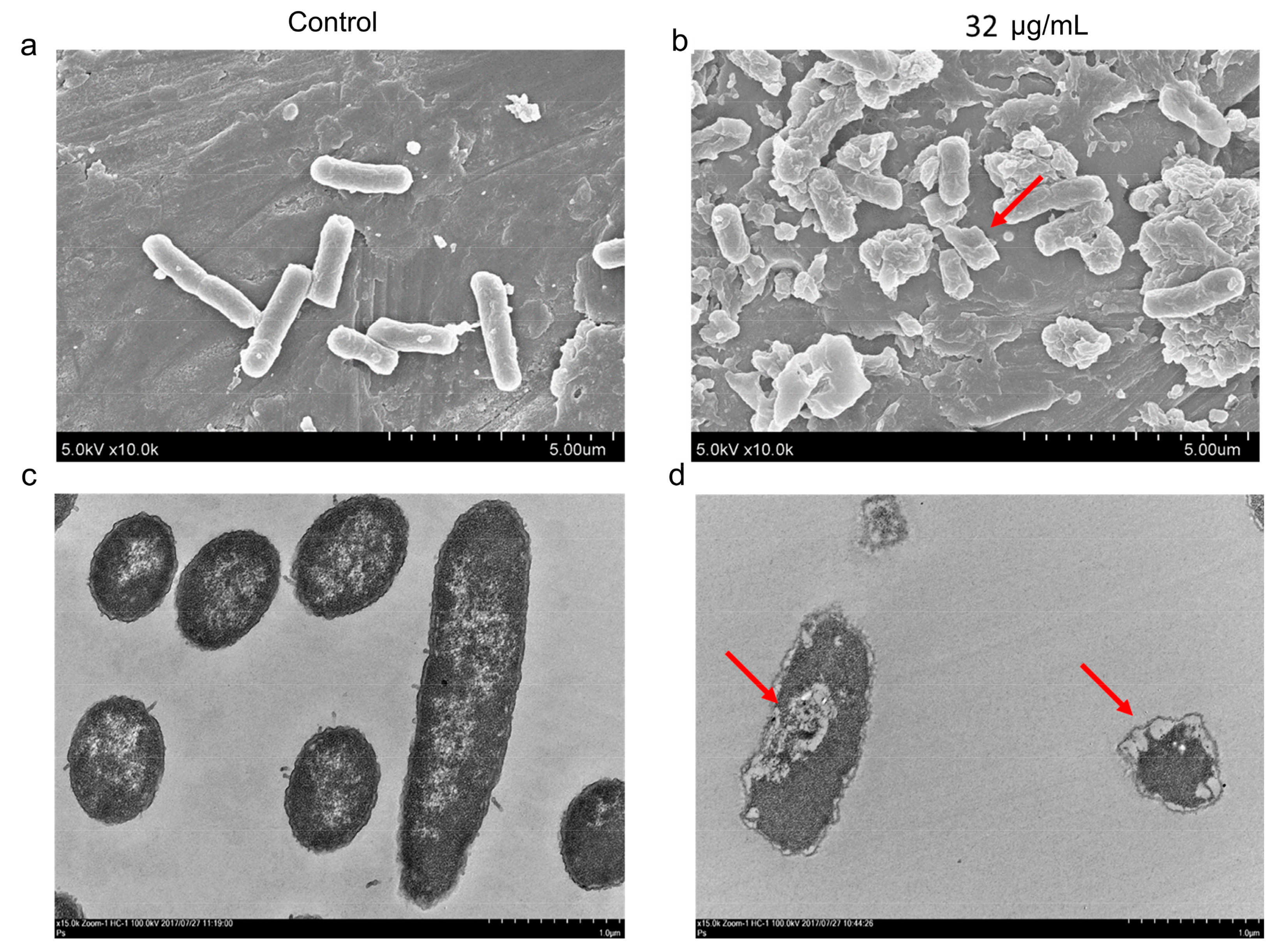 Pharmaceuticals 14 00795 g002