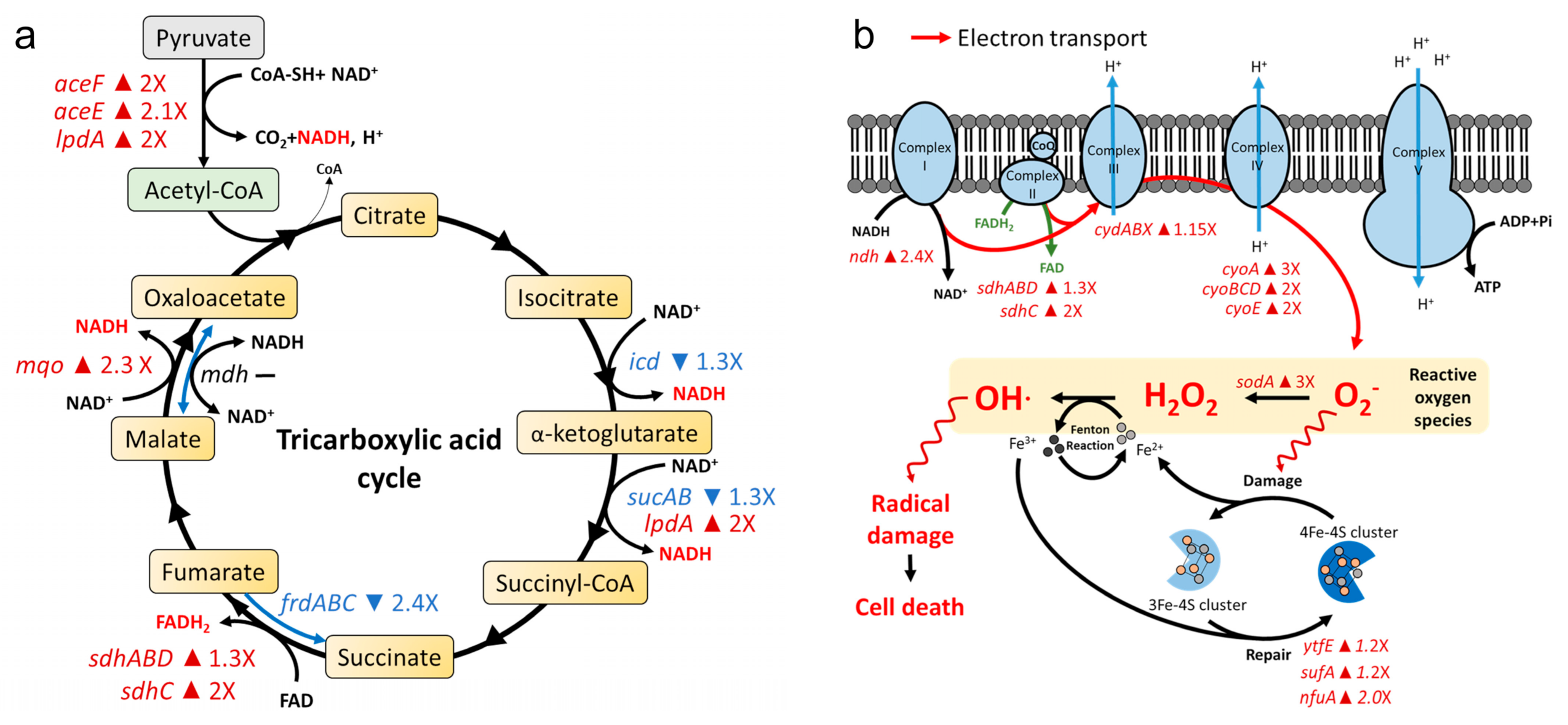 Pharmaceuticals 14 00795 g003a