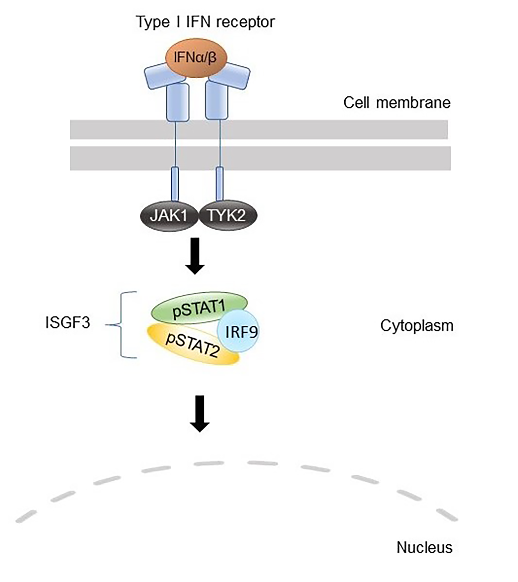 Pharmaceuticals 14 00797 g004a 550