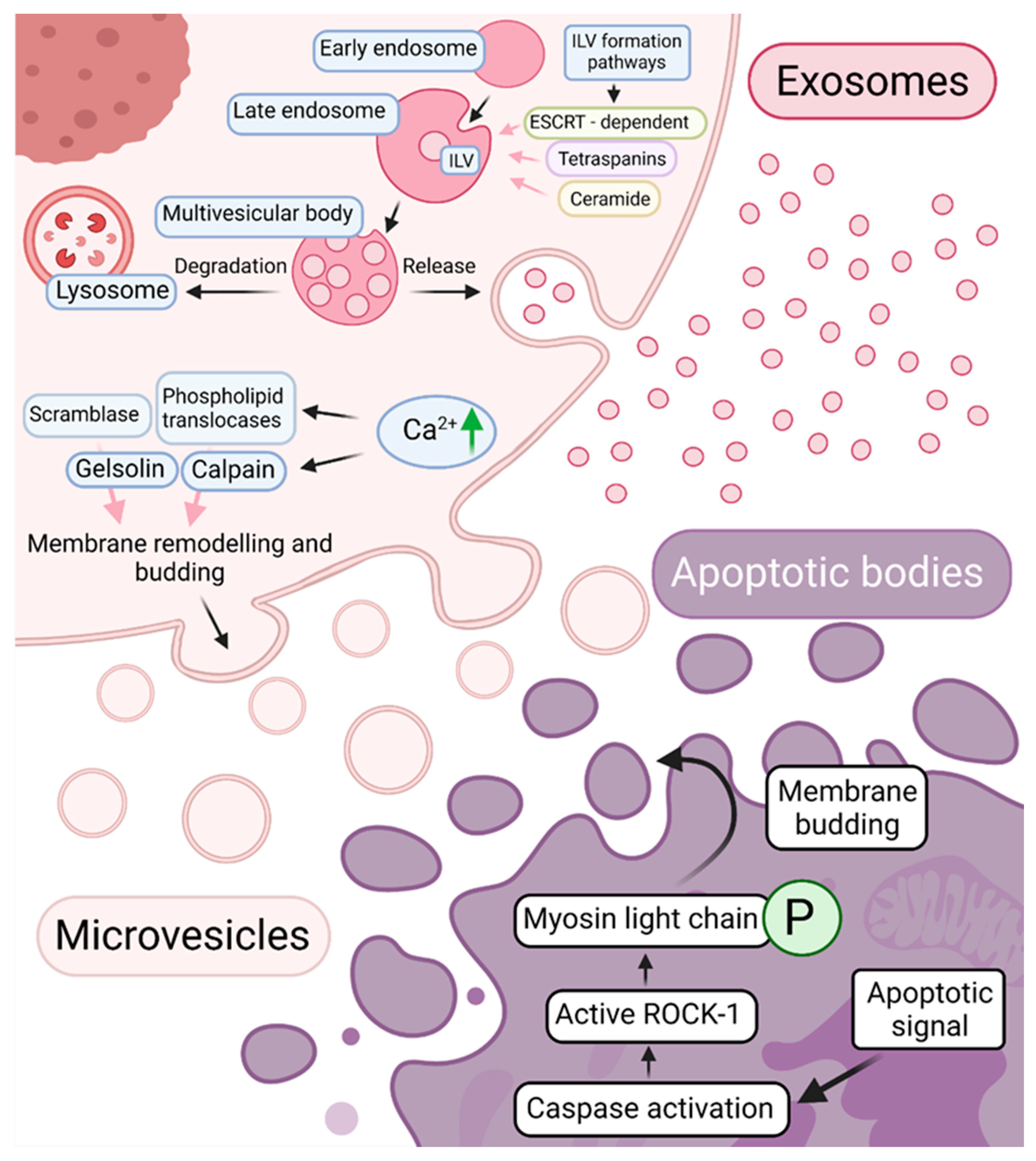 Pharmaceuticals 14 00811 g002 Pharmaceuticals 14 00811 g002