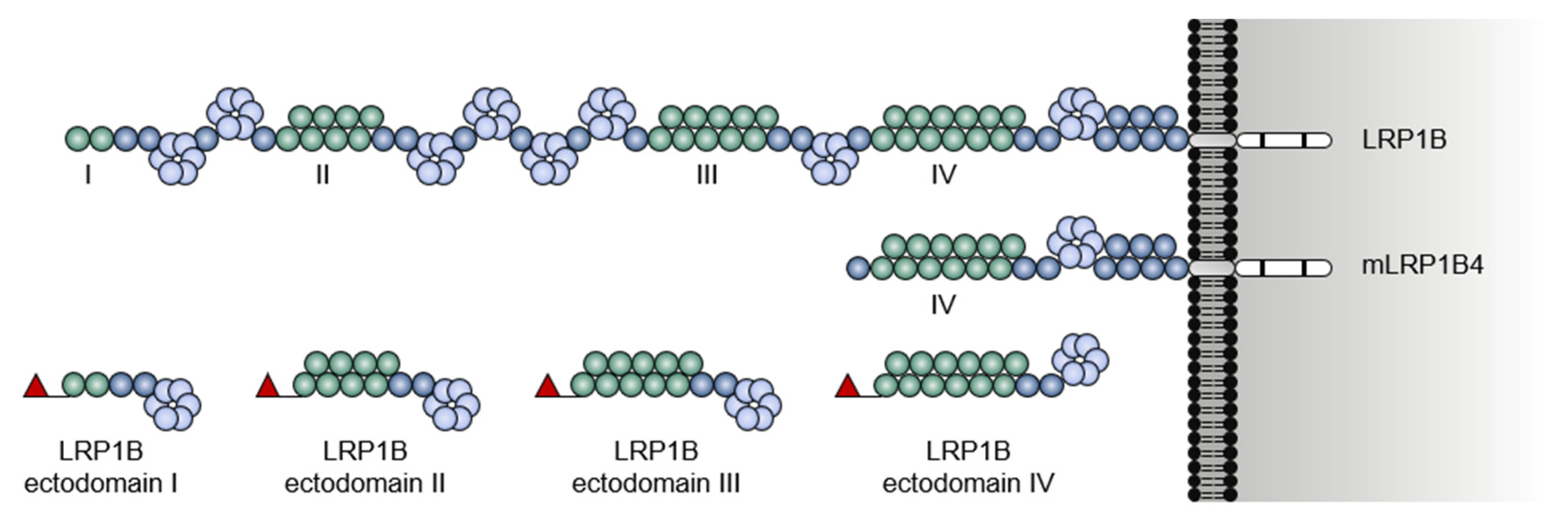 Pharmaceuticals 14 00836 g004 Pharmaceuticals 14 00836 g004