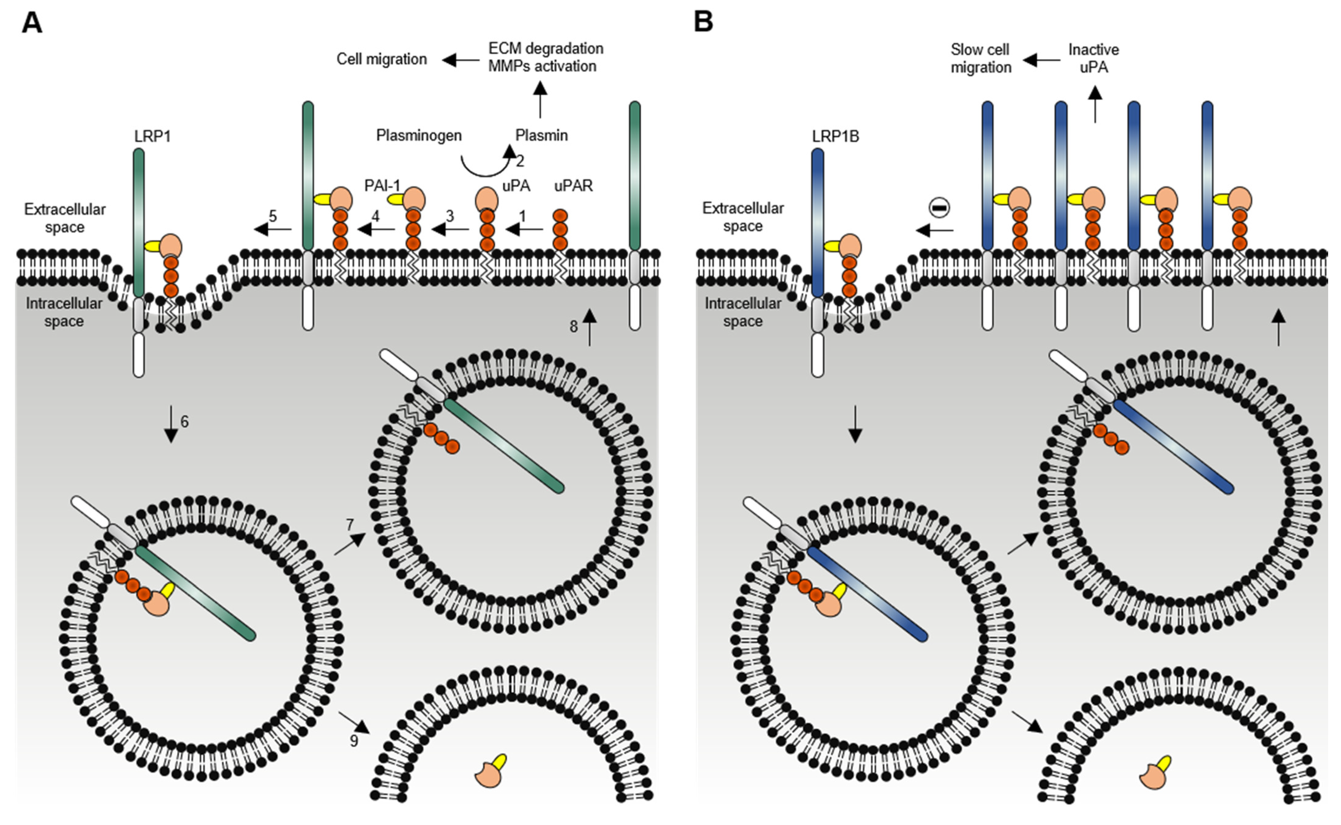 Pharmaceuticals 14 00836 g005 Pharmaceuticals 14 00836 g005