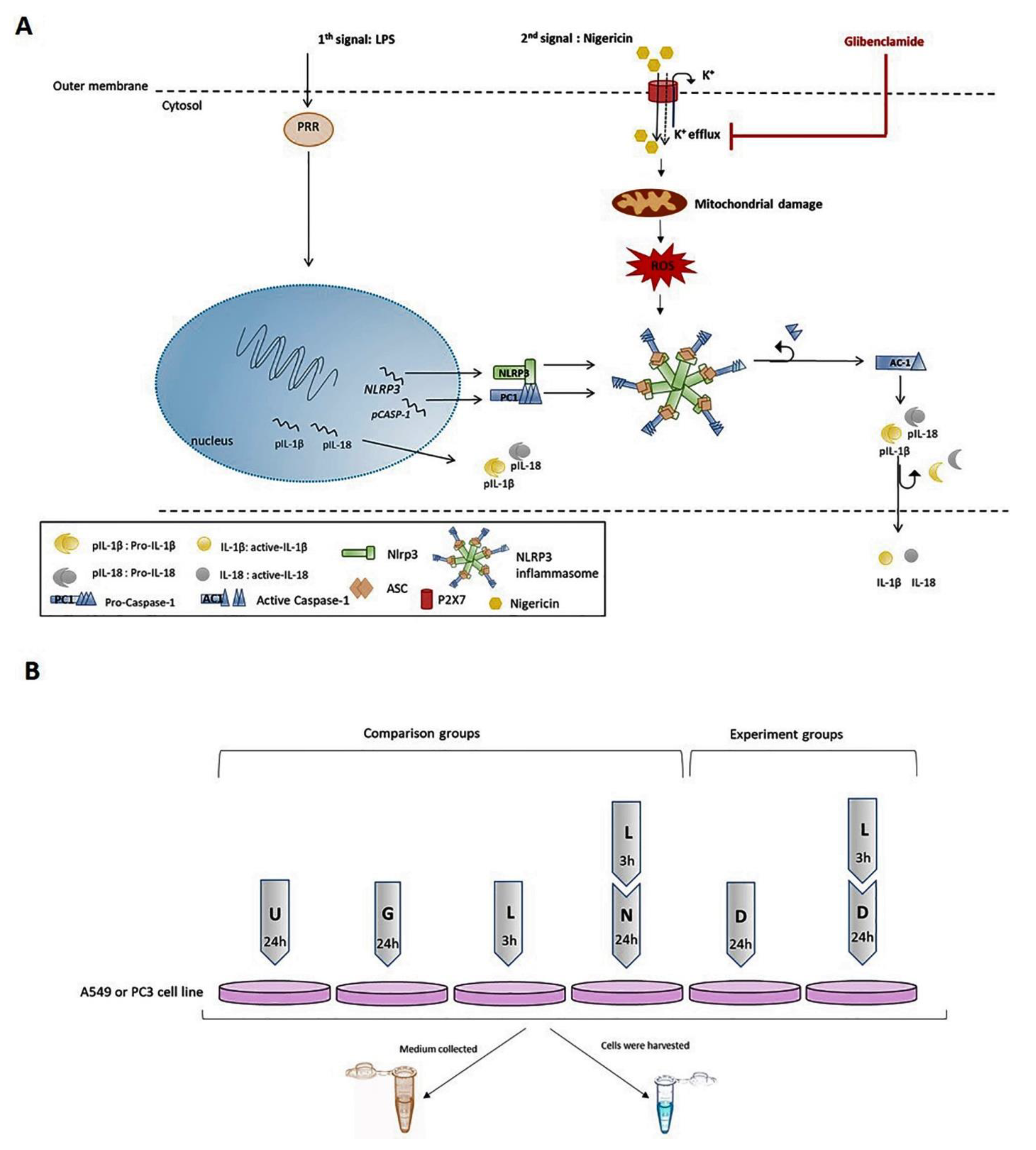 Pharmaceuticals 14 00852 g001