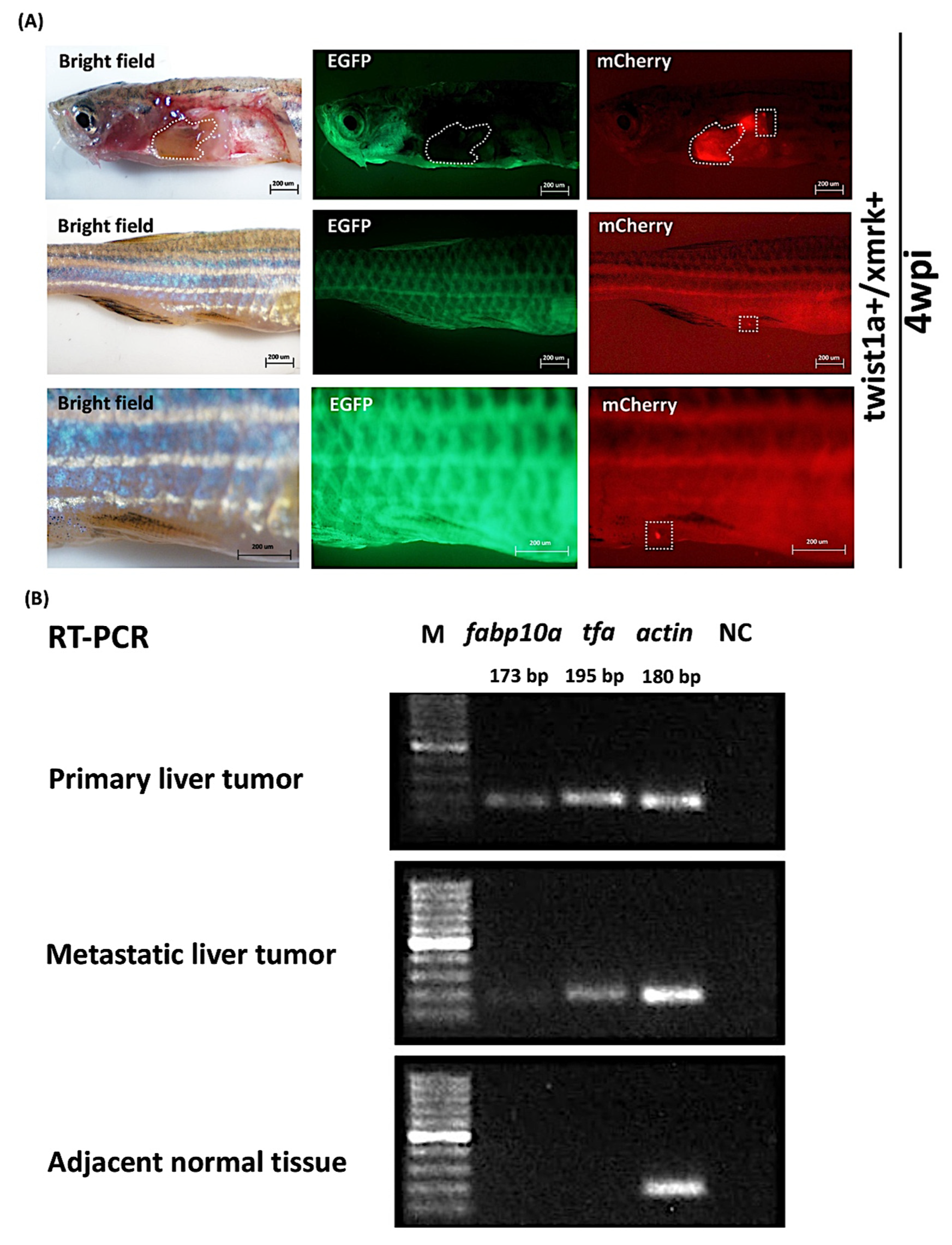 Pharmaceuticals 14 00867 g003 Pharmaceuticals 14 00867 g003
