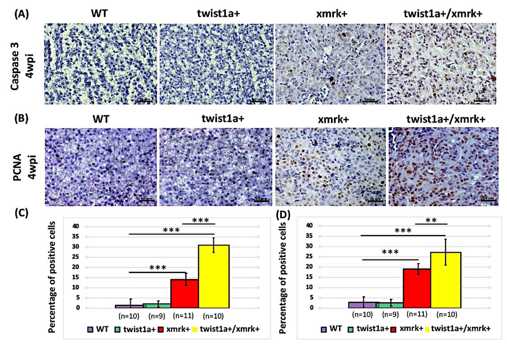Pharmaceuticals 14 00867 g004 Pharmaceuticals 14 00867 g004