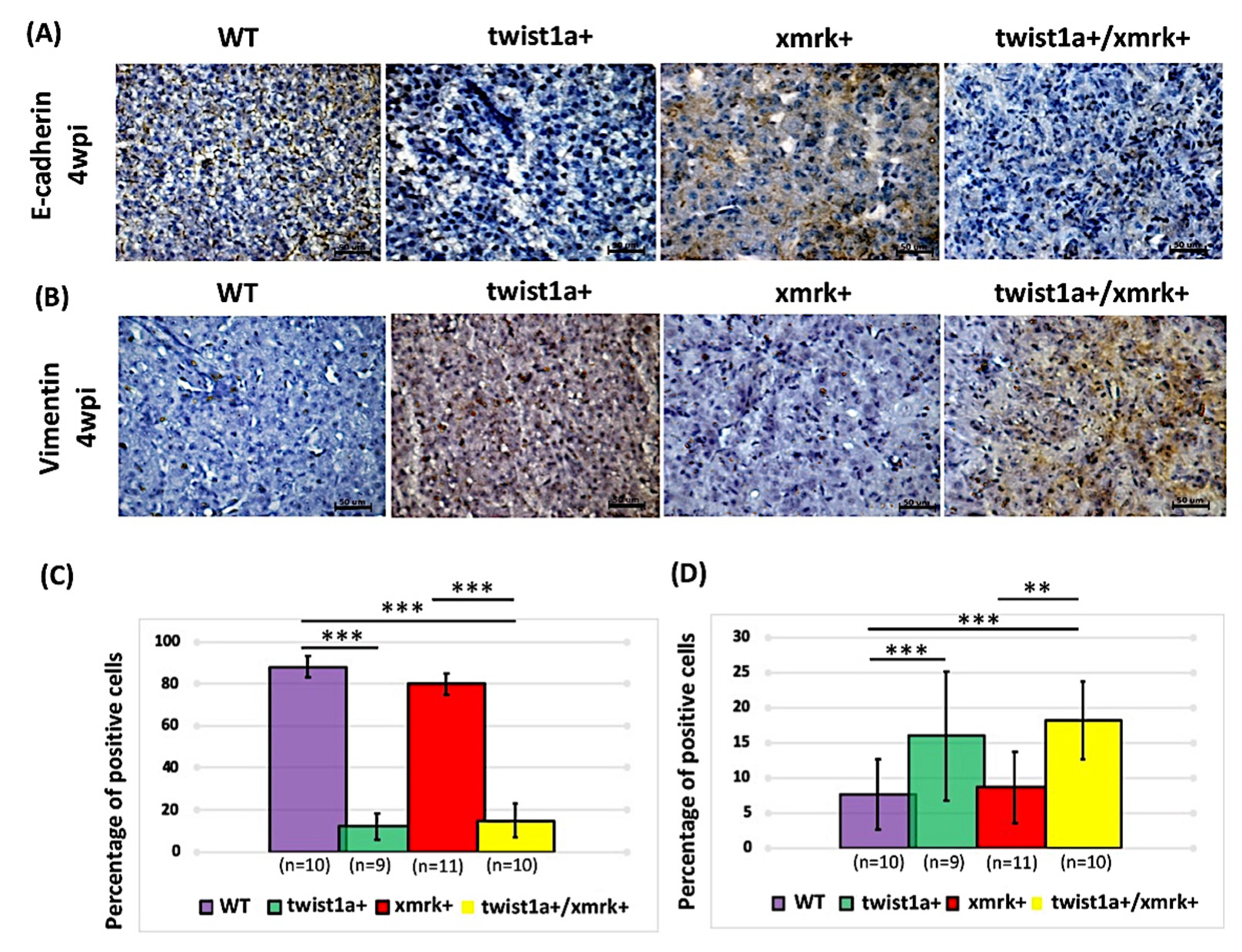 Pharmaceuticals 14 00867 g005 Pharmaceuticals 14 00867 g005