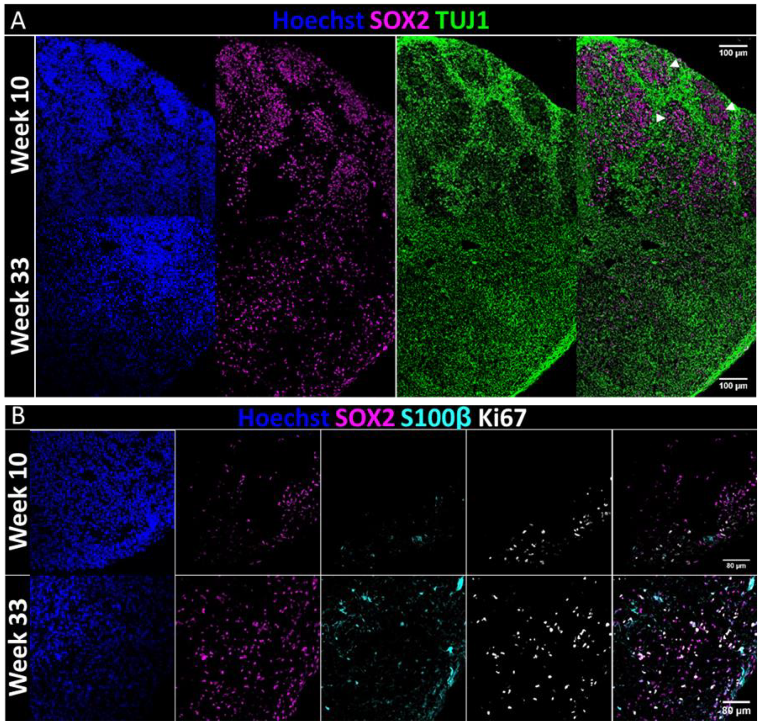 Pharmaceuticals 14 00878 g001