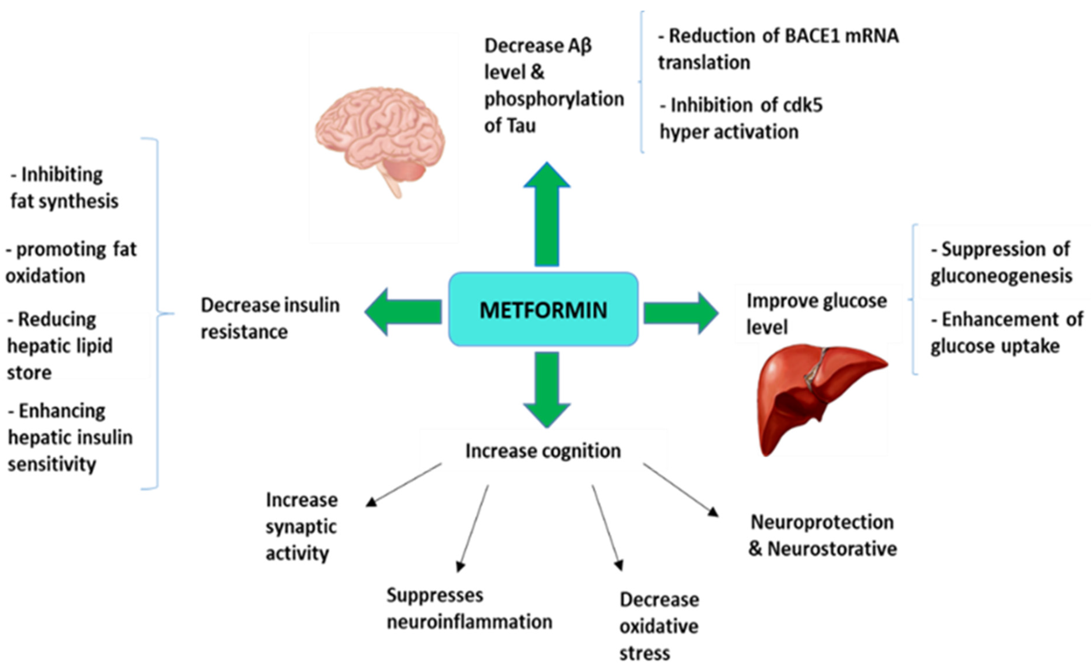 Pharmaceuticals free full text metformin a potential