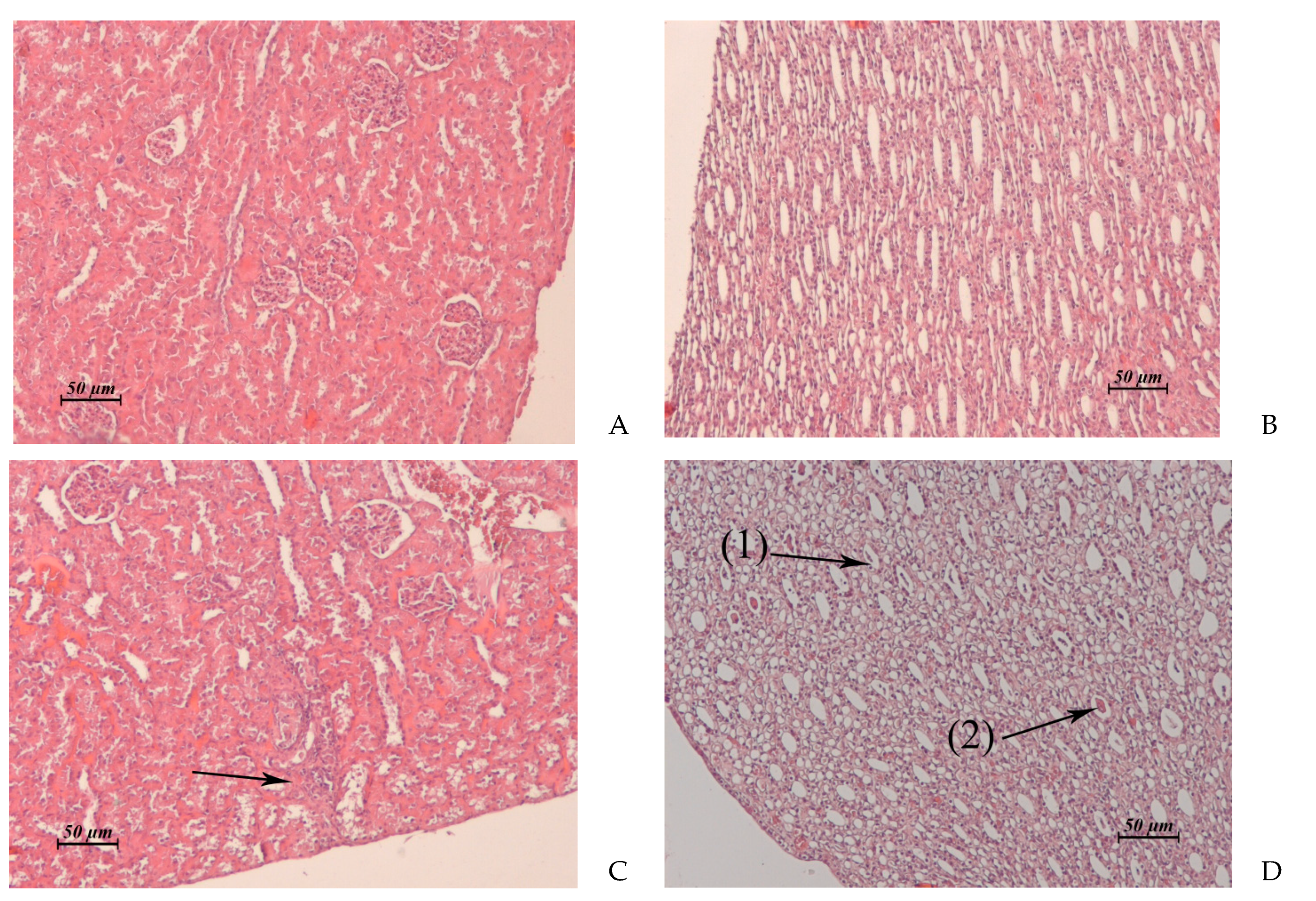 Pharmaceuticals 14 00900 g004 550
