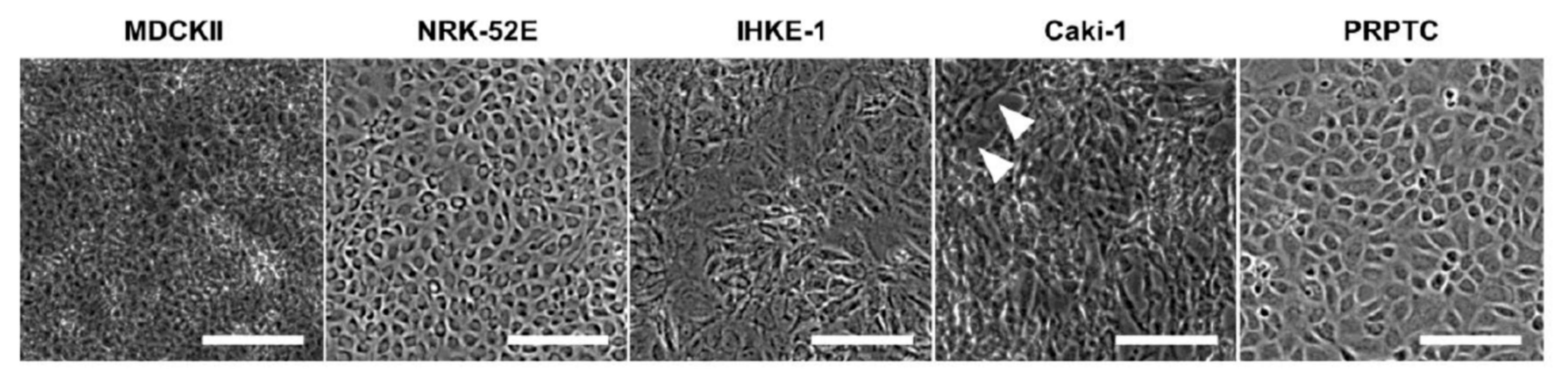 Pharmaceuticals 14 00908 g002 550