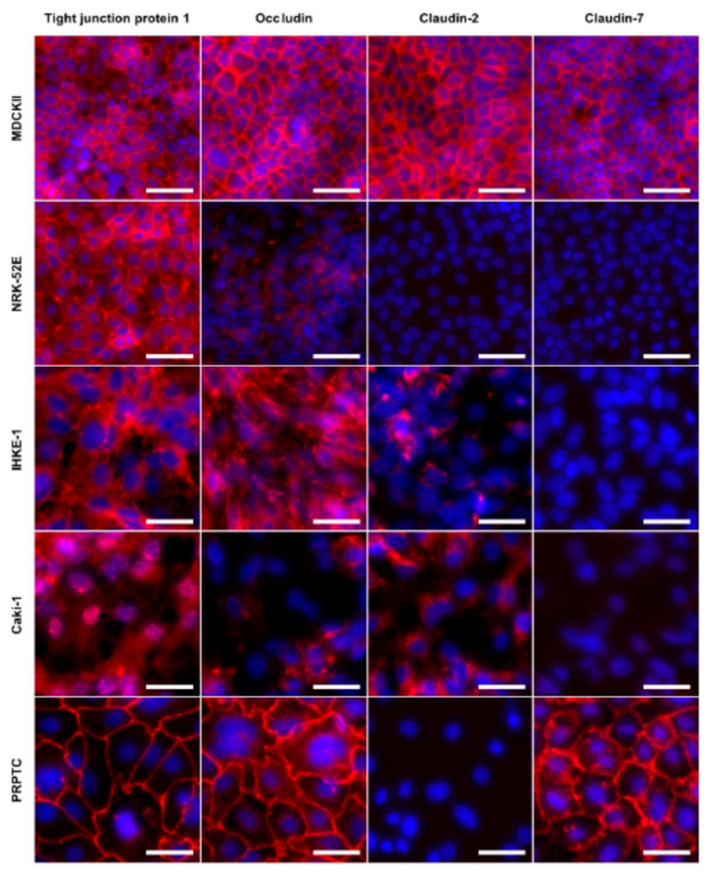 Pharmaceuticals 14 00908 g007 550