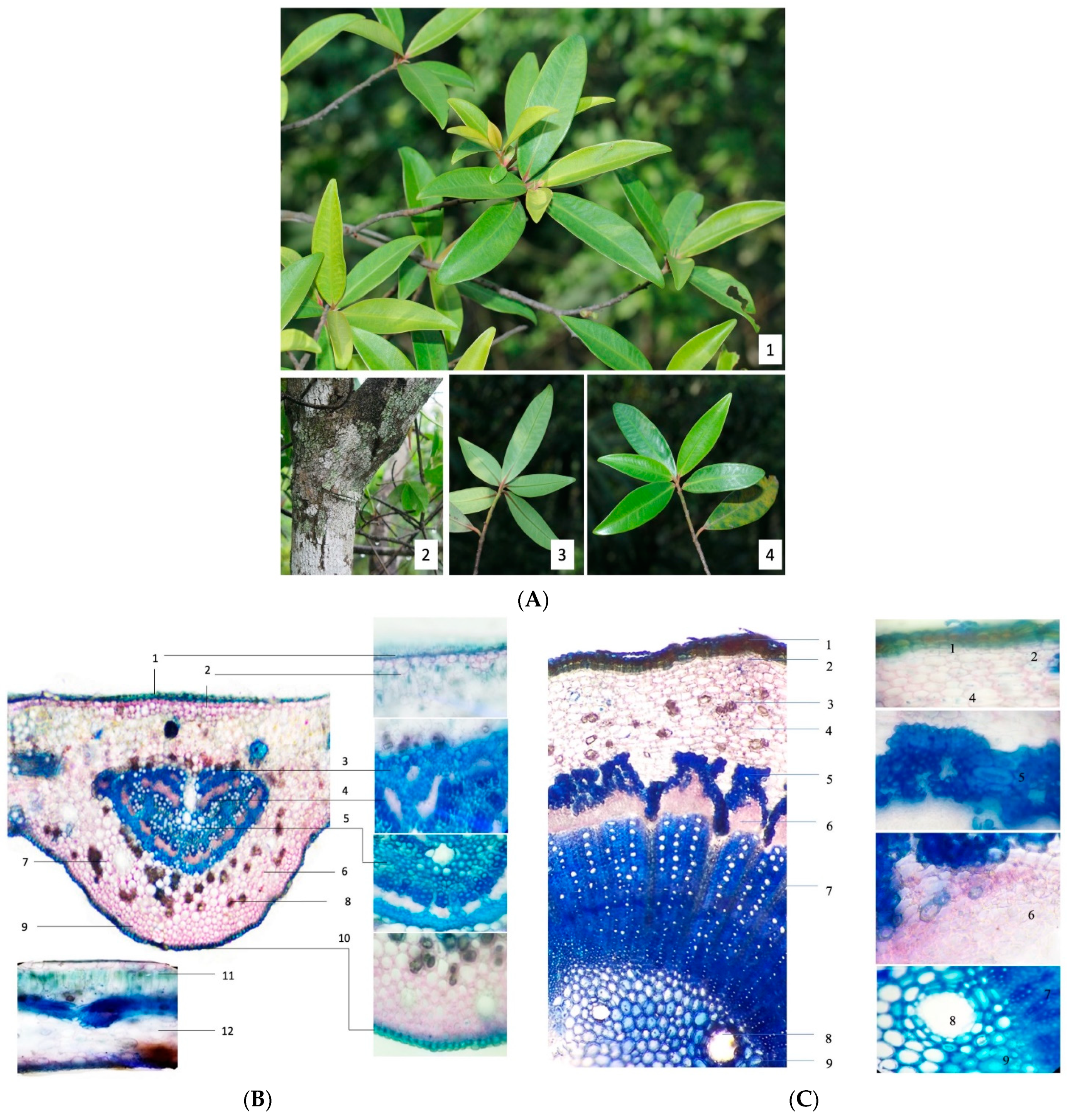 Pharmaceuticals 14 00911 g001