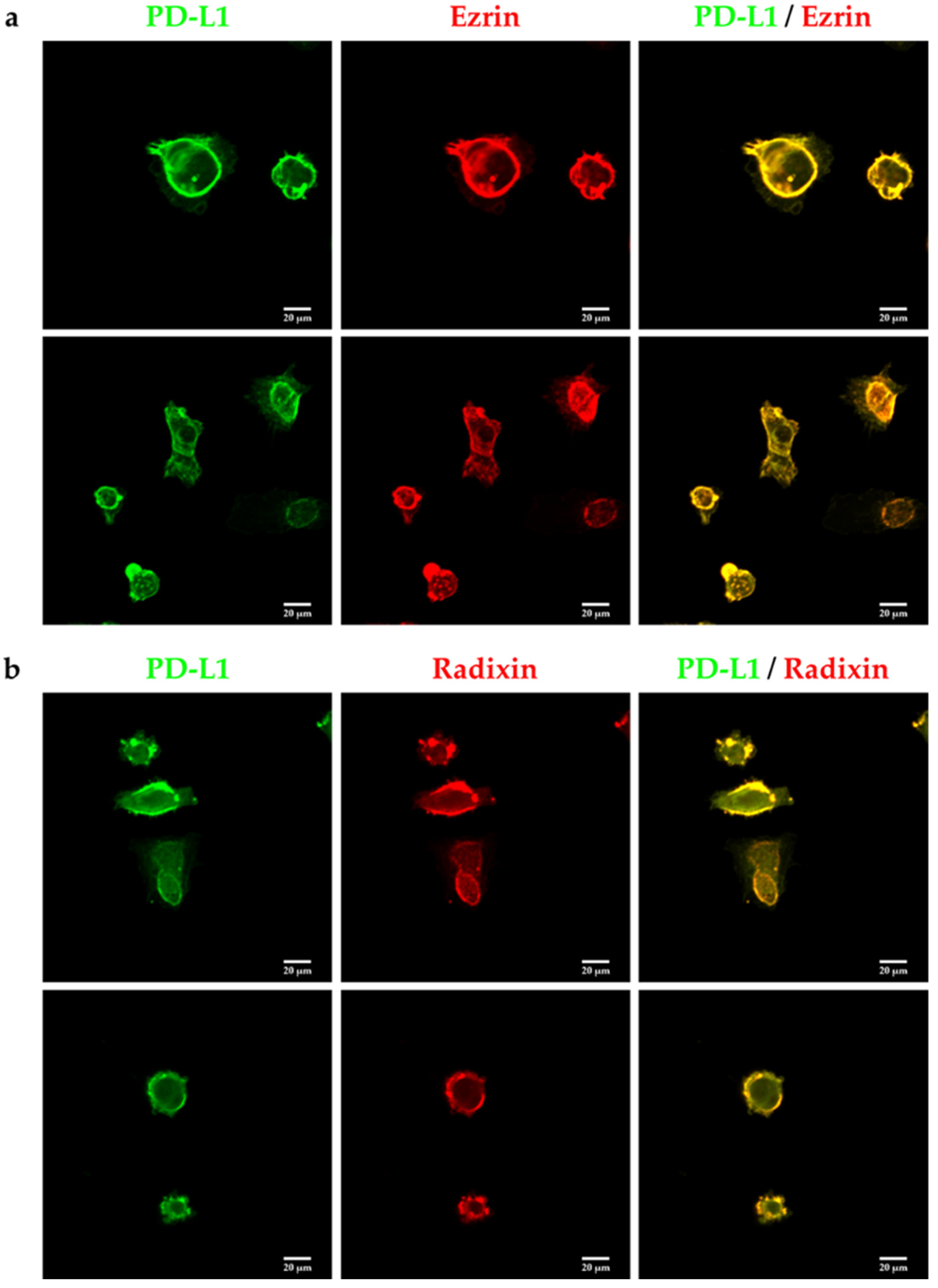 Pharmaceuticals 14 00963 g003 Pharmaceuticals 14 00963 g003