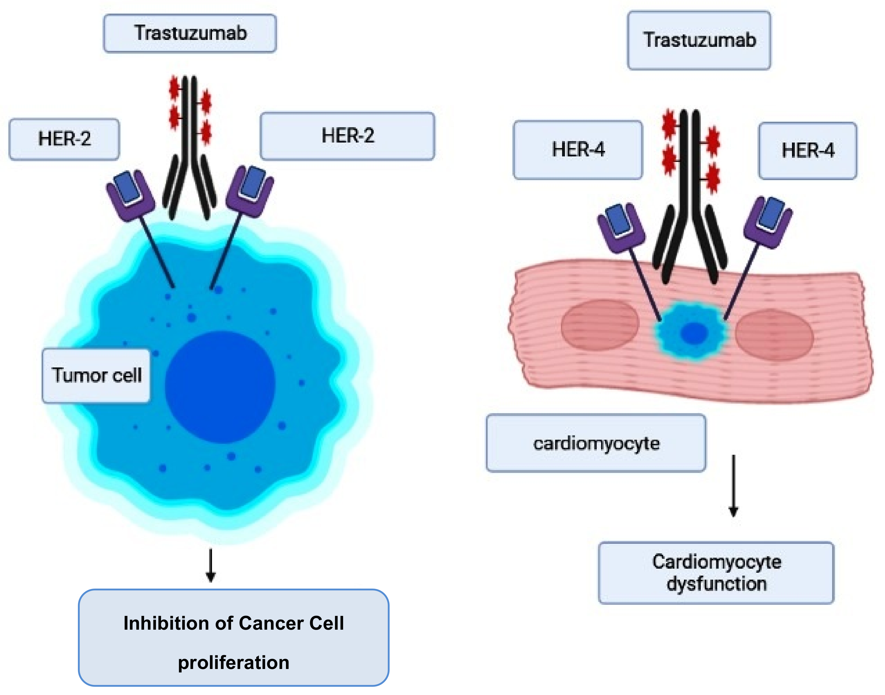 Anticancer Drug-Induced Cardiotoxicity: Insights and Anticancer Drug-Induced Cardiotoxicity: Insights and