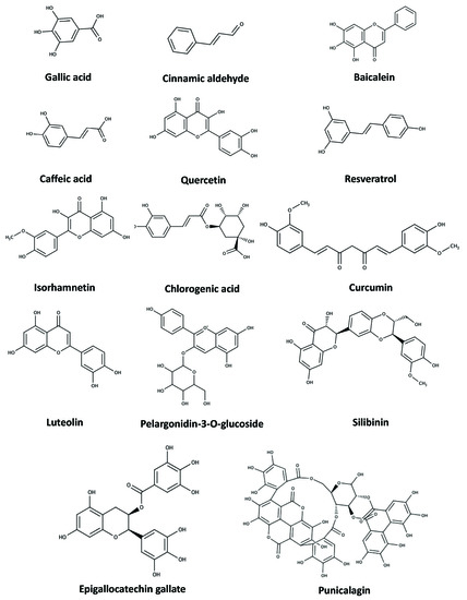 Plant Polyphenols for Aging Health: Implication from Their