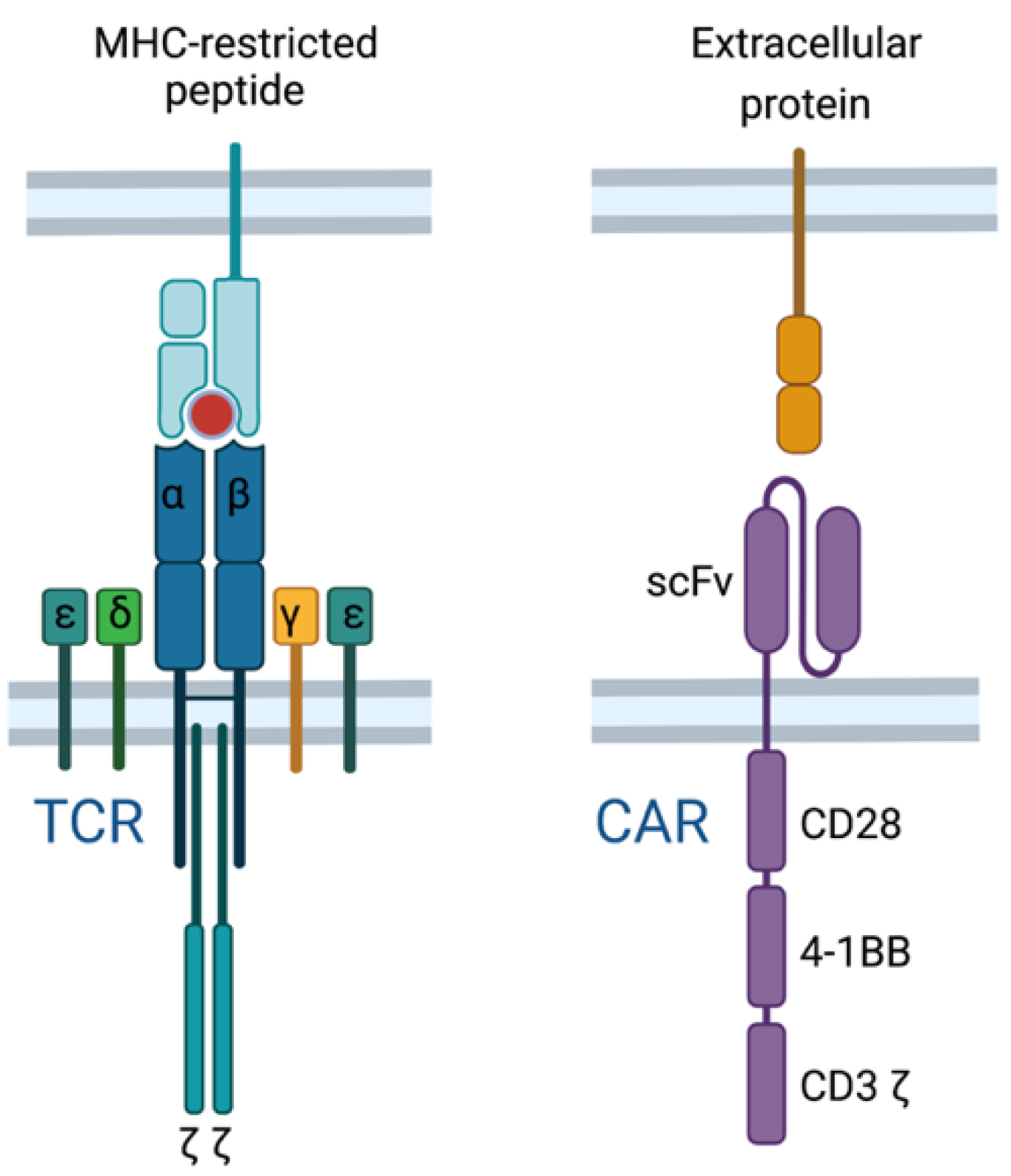 Implications of Antigen Selection on T Cell-Based Immunotherapy